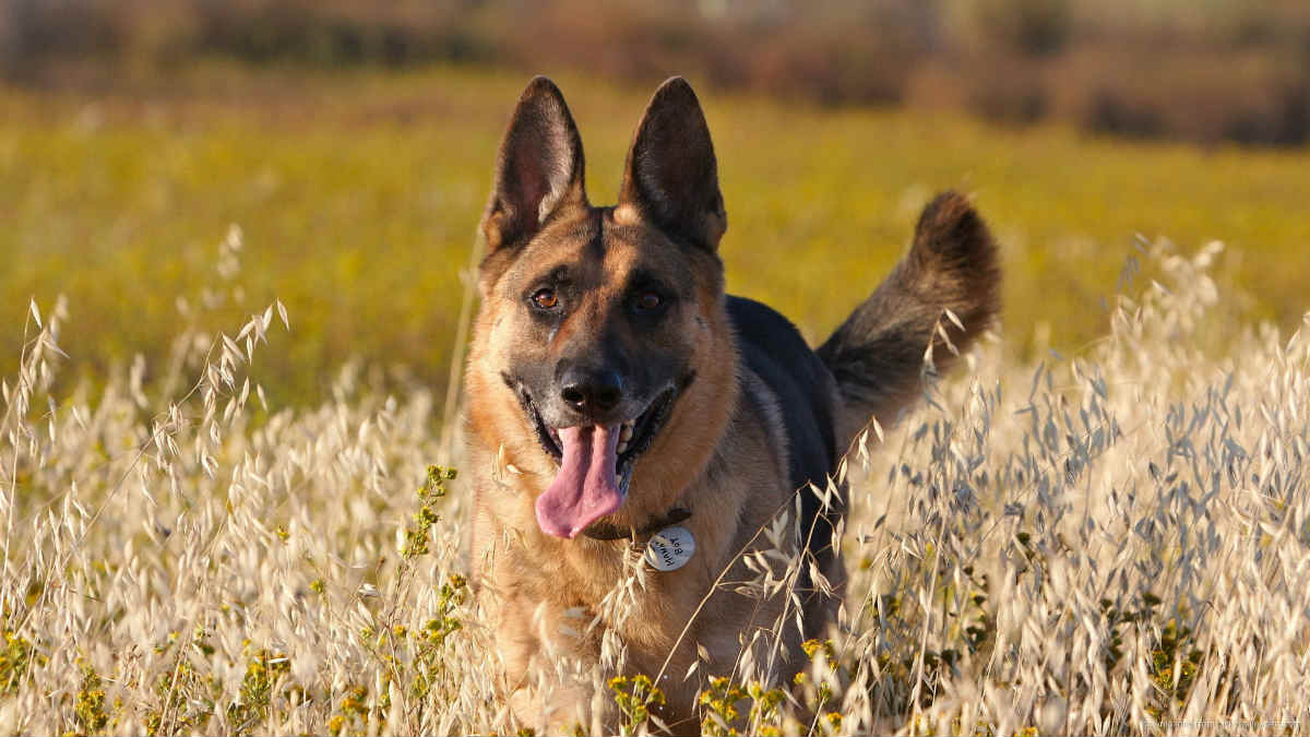 German Shepherd Is Happy - เยอรมัน เชฟ เฟิ ร์ ด วอลเปเปอร์ - HD Wallpaper 