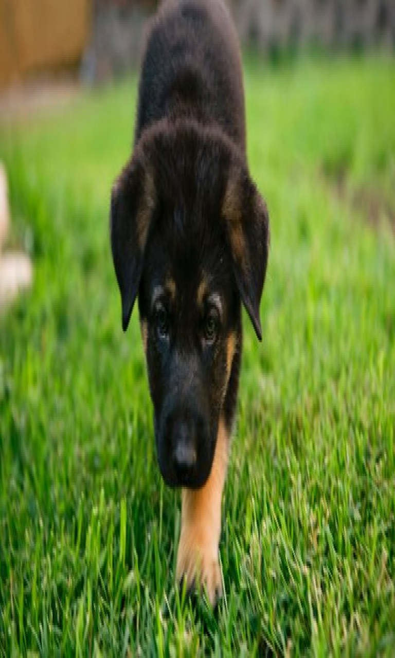 Cute Baby German Shepherd Puppies - 768x1280 Wallpaper - teahub.io