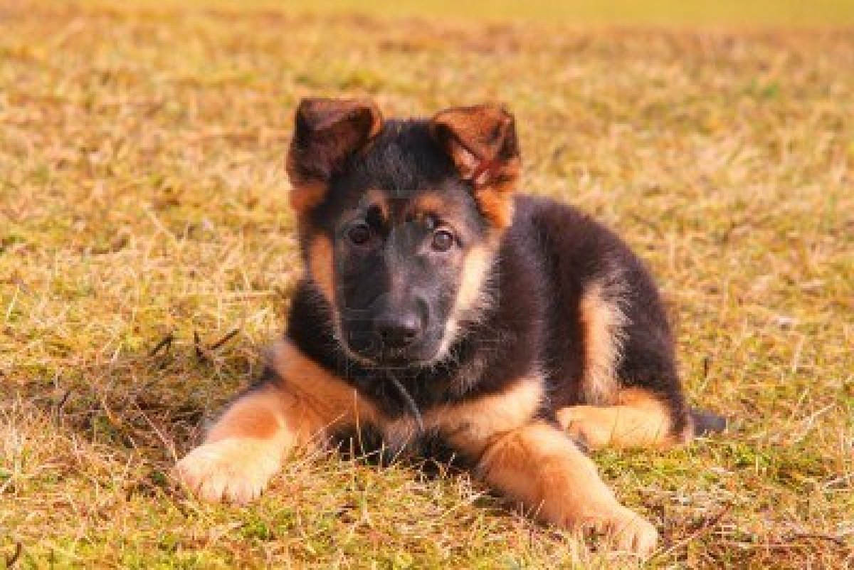 Dog German Shepherd Baby - 1200x801 Wallpaper Dog German Shepherd Baby - 1200x801 Wallpaper