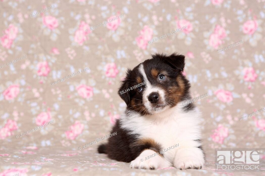 Australian Shepherd - Miniature Australian Shepherd - HD Wallpaper 