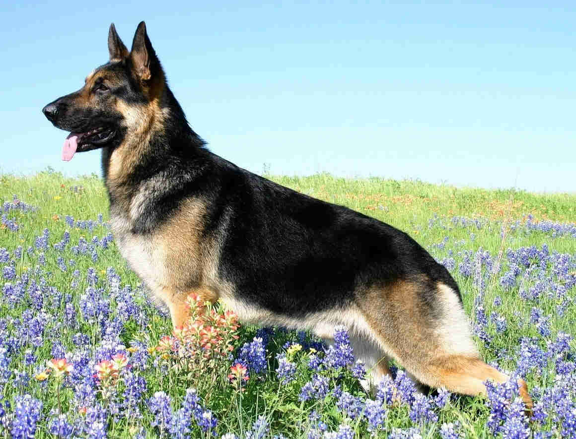 German Shepherd Puppies Wallpaper Backgrounds On High - German Shepherd Dog Photo Gallery - HD Wallpaper 