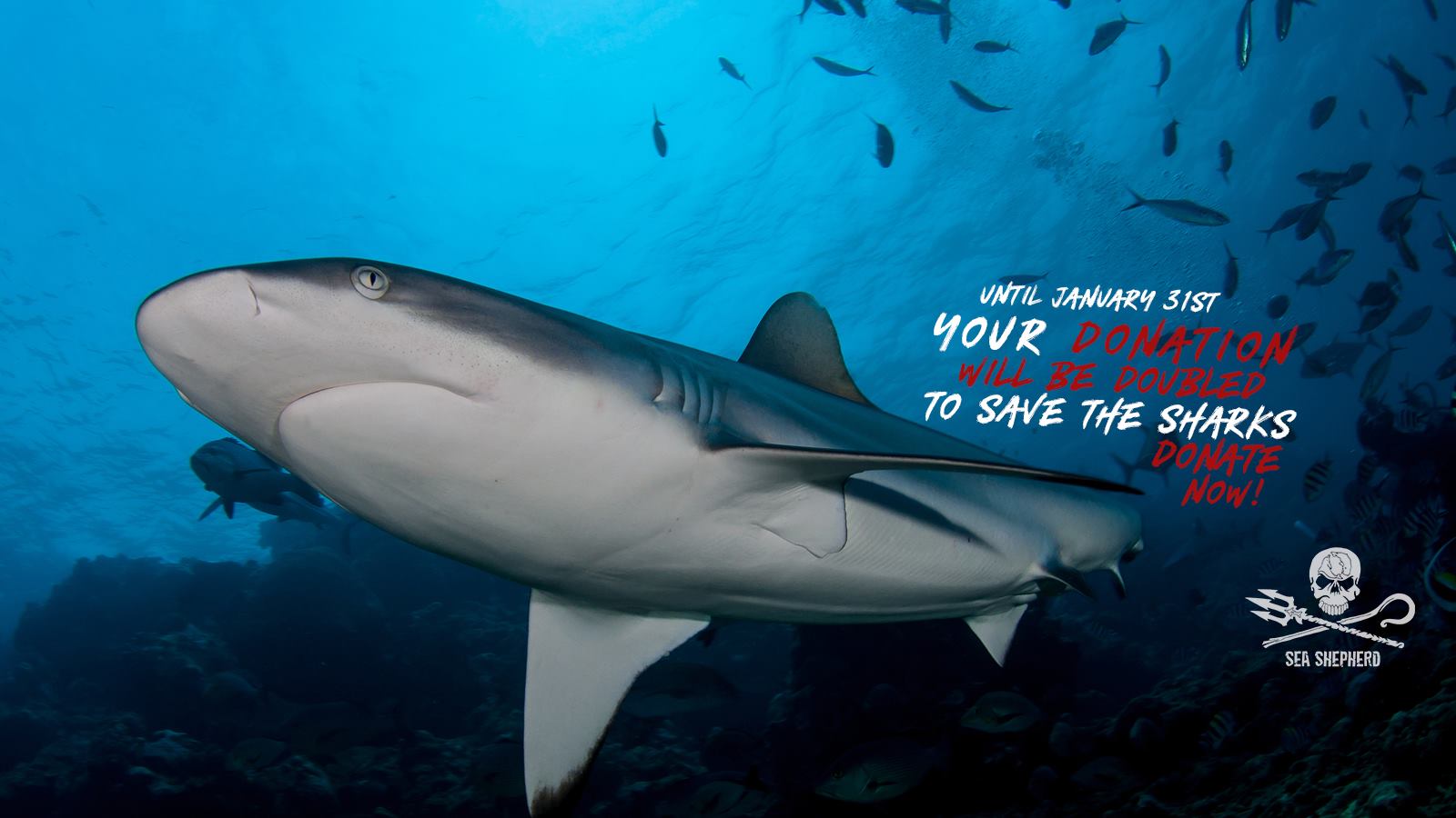 Sea Shepherd - HD Wallpaper 