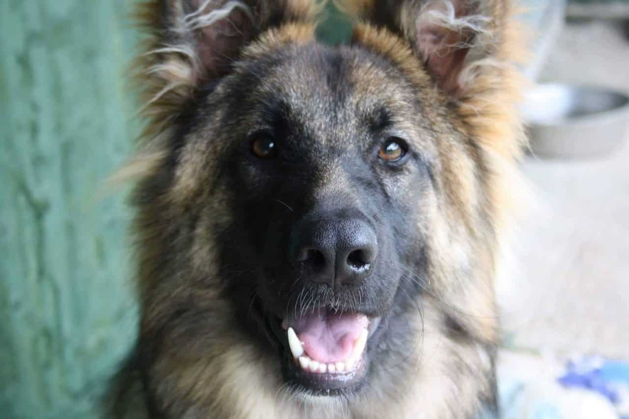 German Shepherd Standard Coat Gsc - Old German Shepherd Dog - HD Wallpaper 