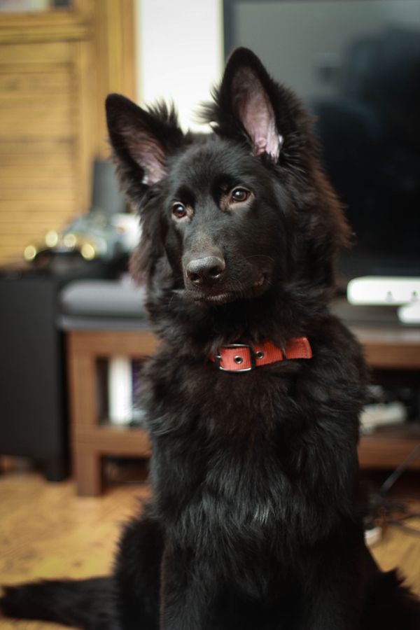 German Shepherd Dog Picture Gallery - Black German Shepherd In Home - 600x900 Wallpaper German Shepherd Dog Picture Gallery - Black German Shepherd In Home - 600x900 Wallpaper