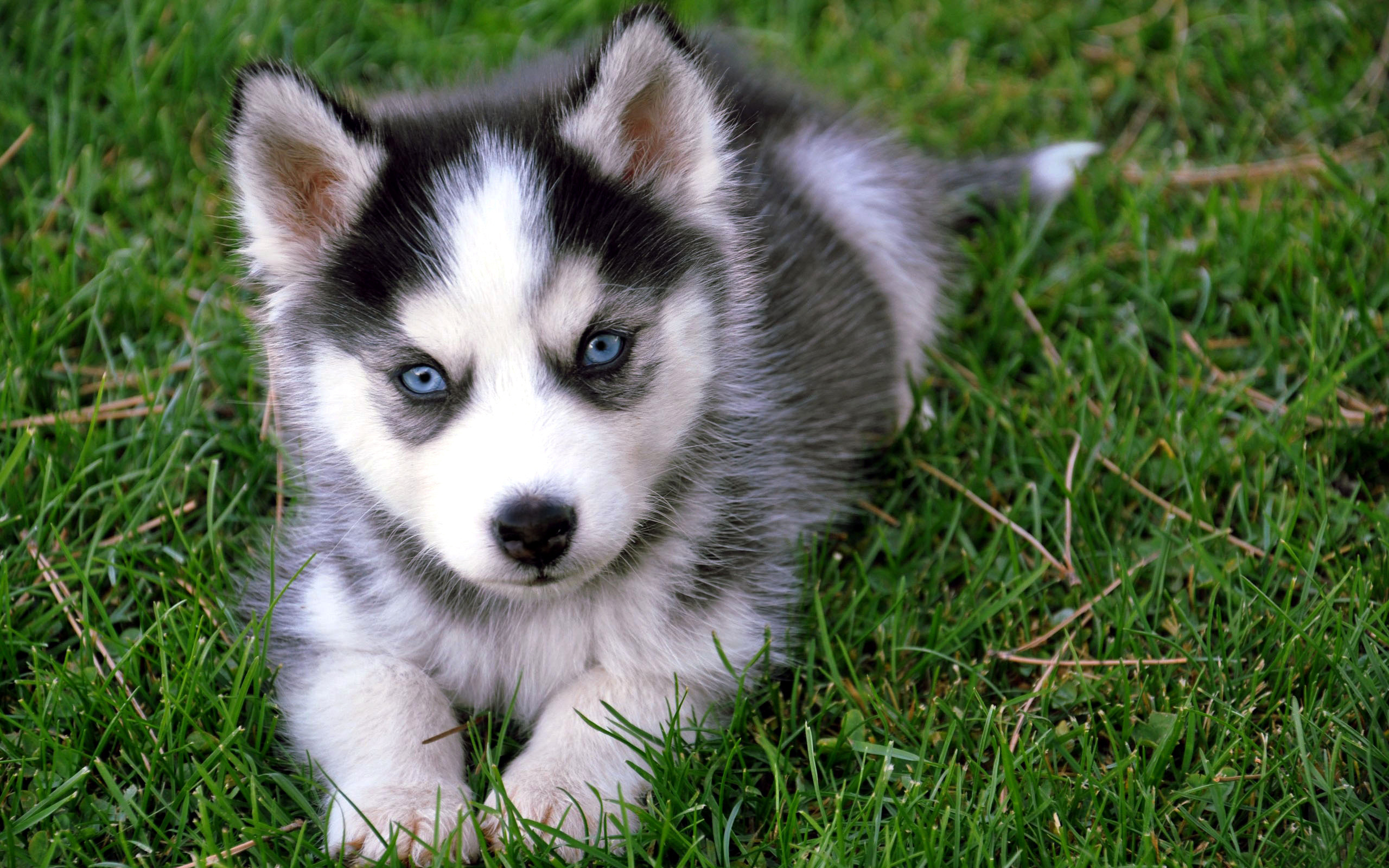 cute baby husky