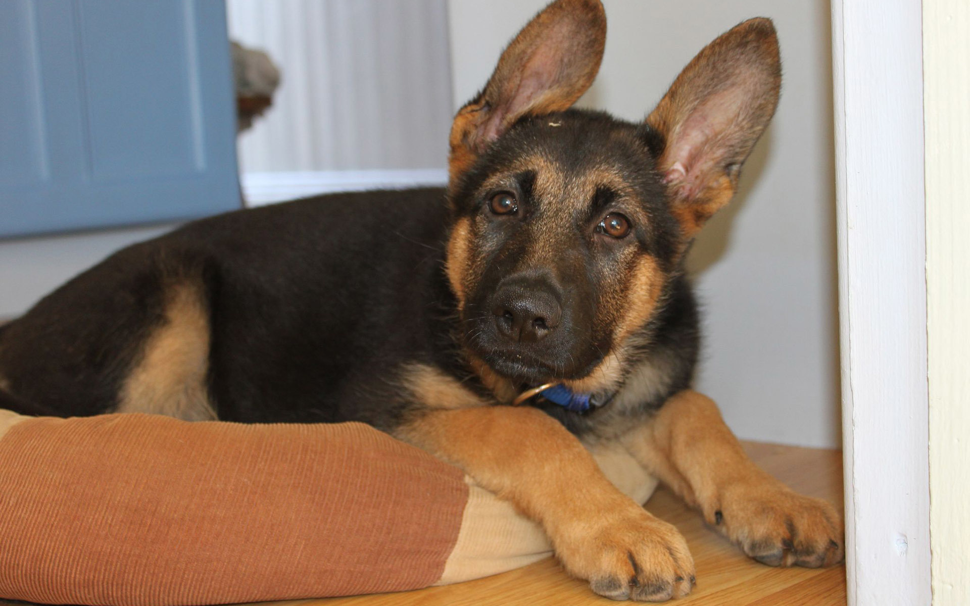 Old German Shepherd Dog - HD Wallpaper 