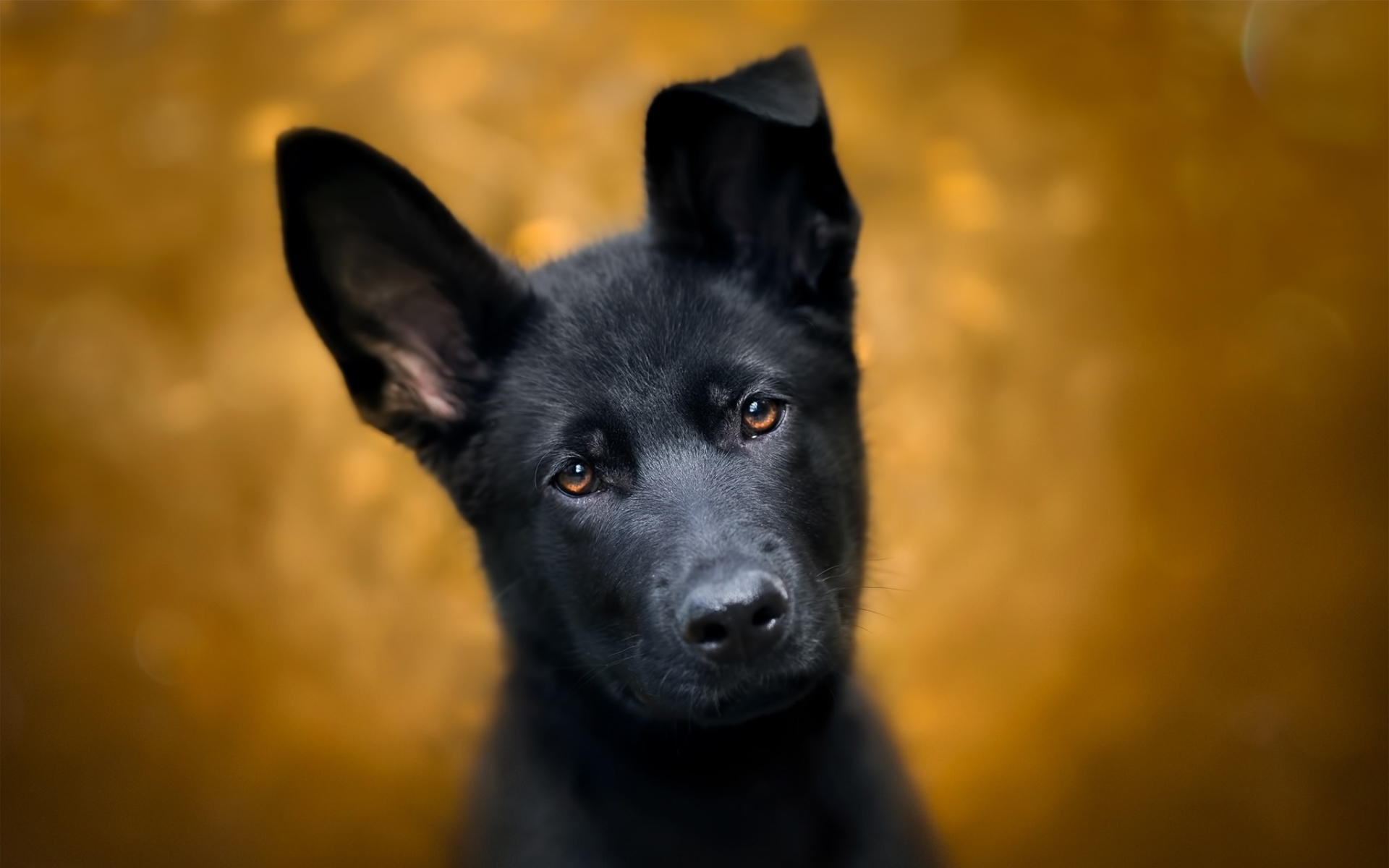 Black German Shepherd, Puppy, Dogs, Pets, Close-up, - Black German Shepherd Wallpaper Hd - HD Wallpaper 