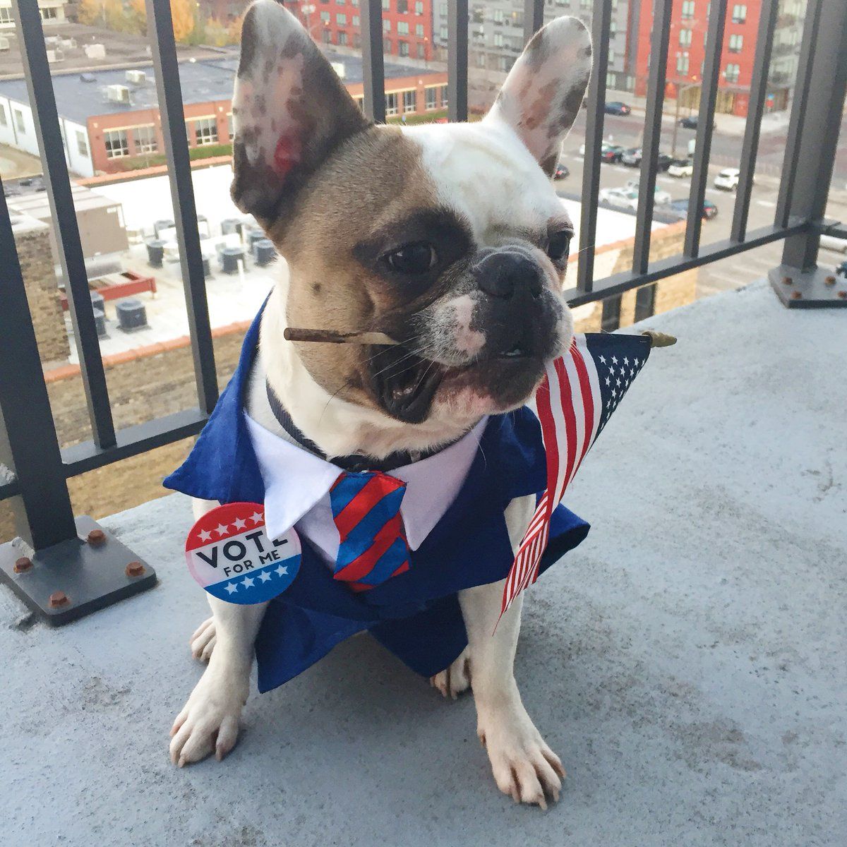 Vote For Me - HD Wallpaper 