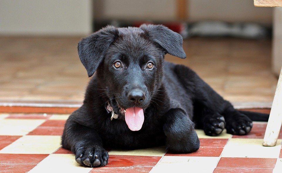 2 Month Old Black German Shepherd Puppy - HD Wallpaper 