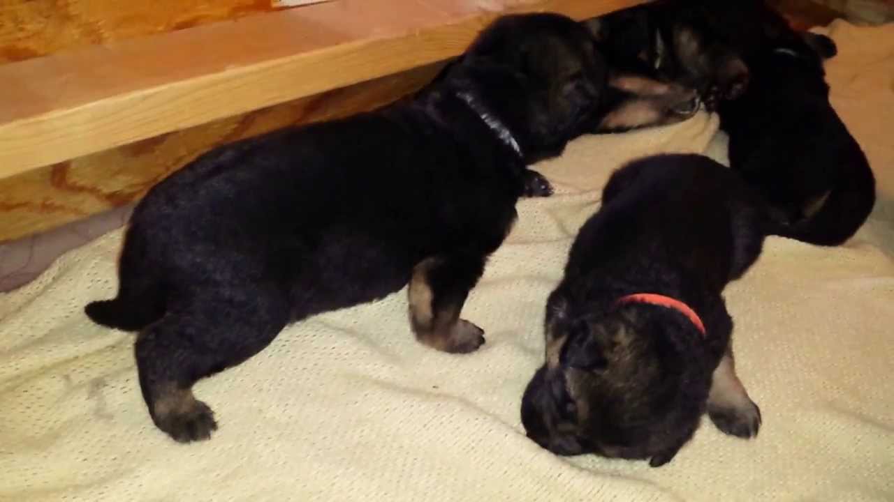 German Shepherd Puppy 15 Days Old - HD Wallpaper 