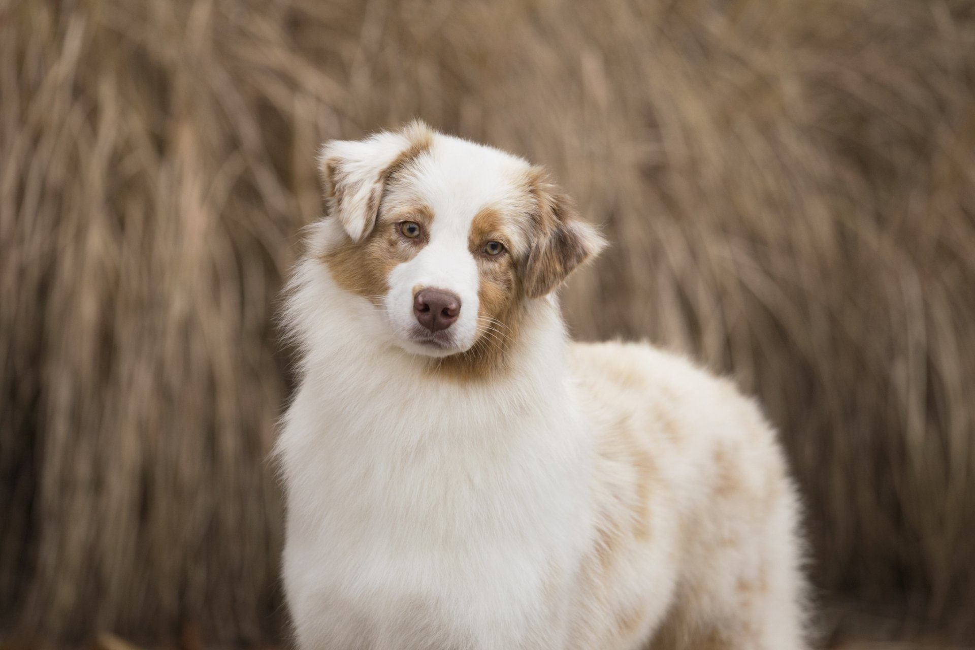 Companion Dog - HD Wallpaper 