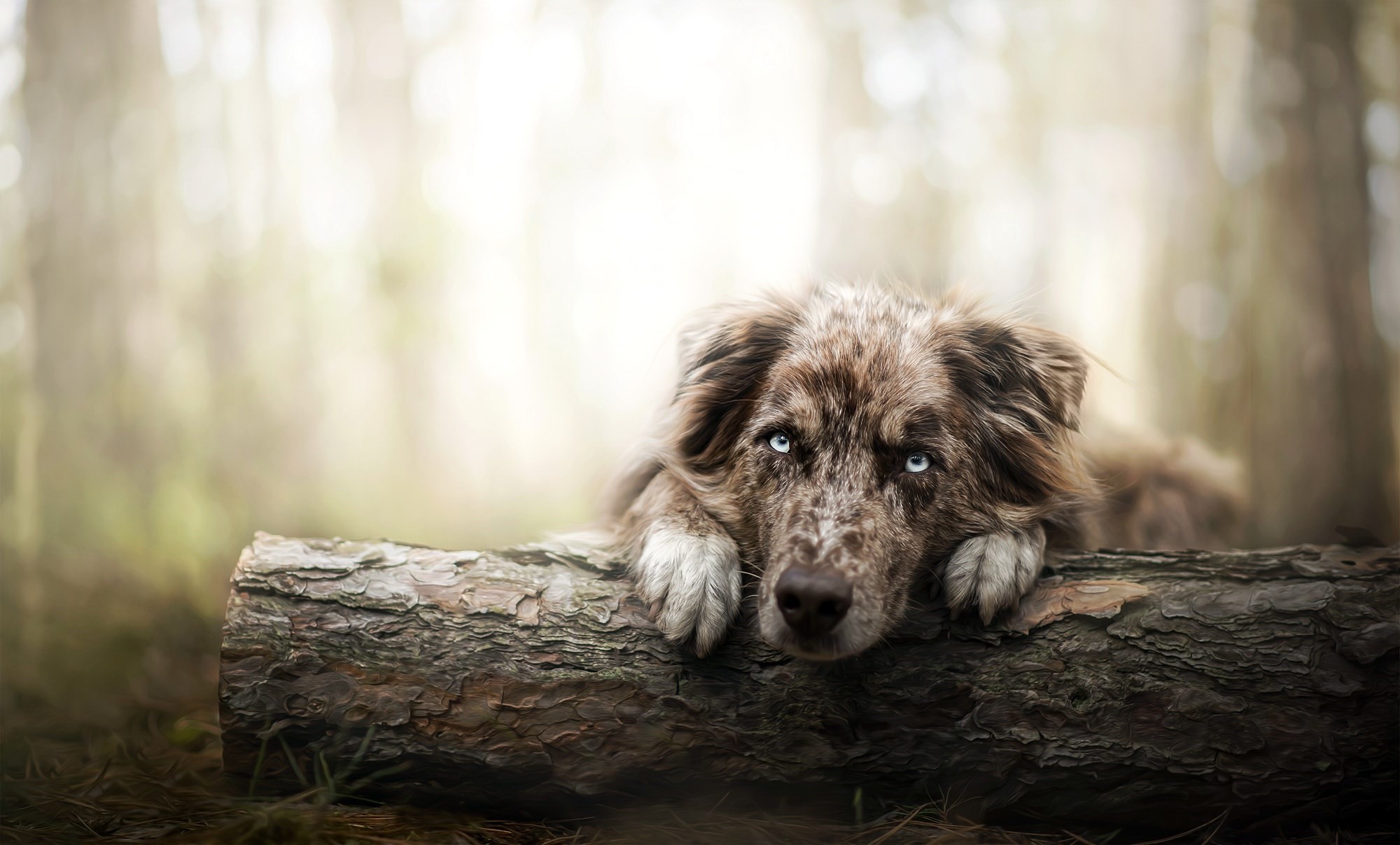 Australian Shepherd Wallpaper - Perros En El Bosque - HD Wallpaper 