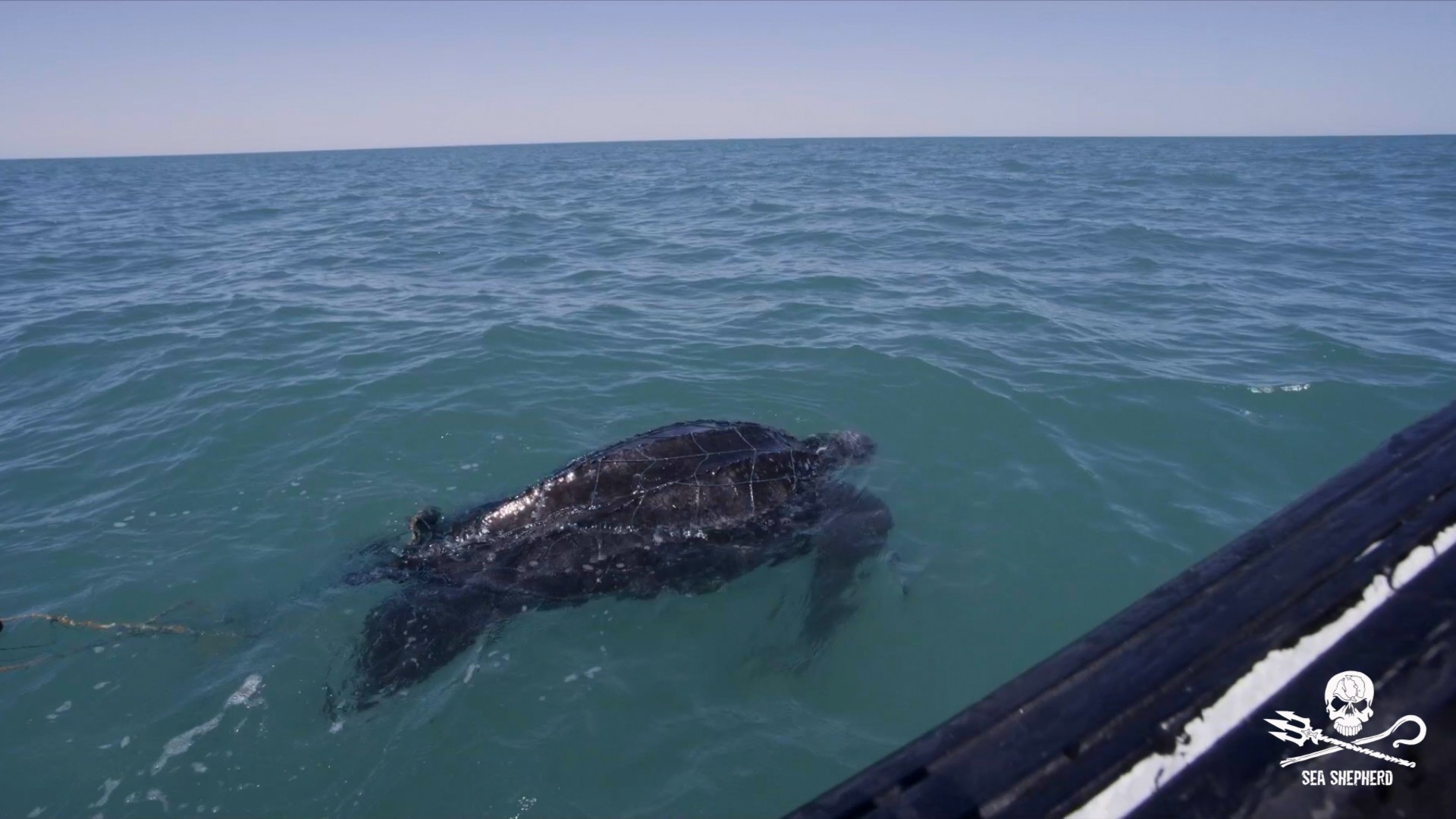 Sea Shepherd - HD Wallpaper 