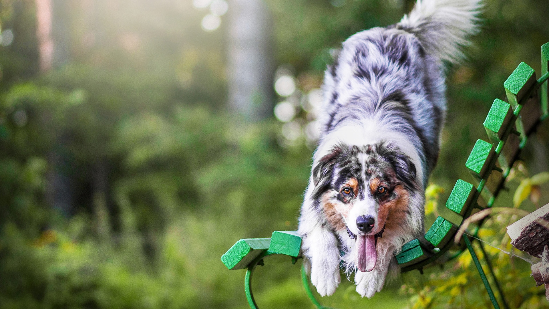 Australian Shepherd Wallpaper 4k - HD Wallpaper 