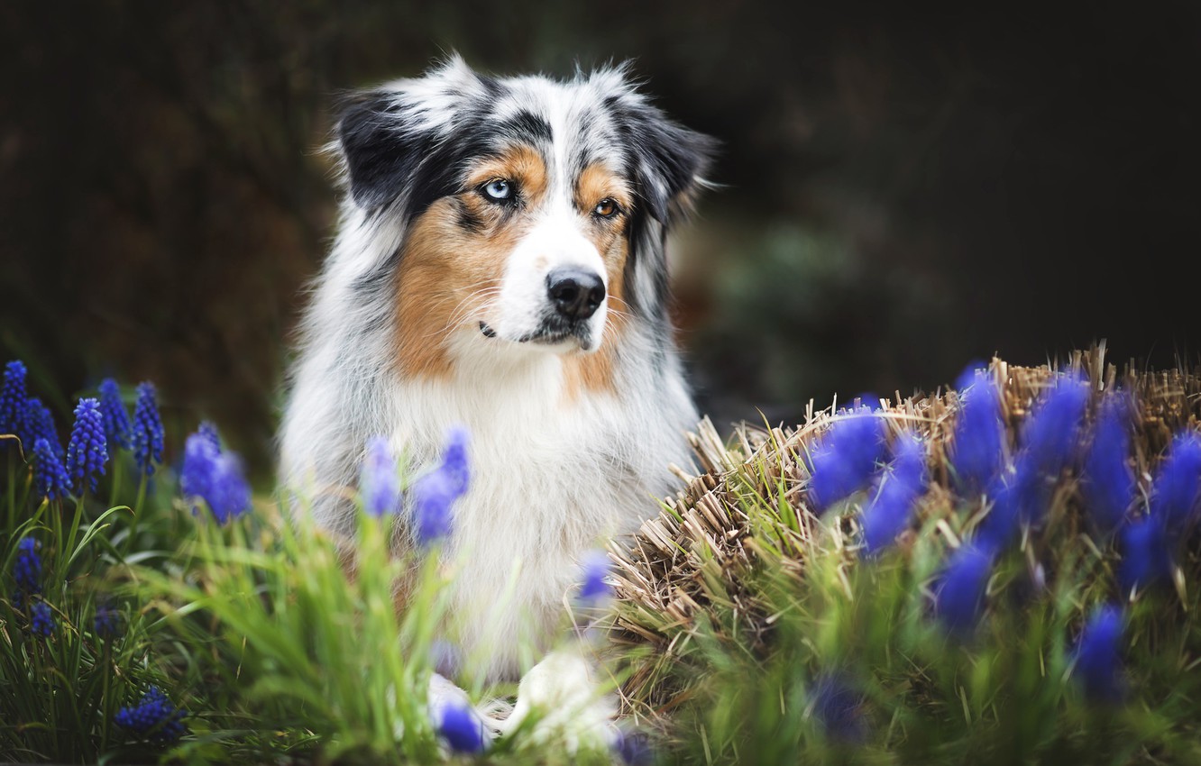 Photo Wallpaper Flowers, Each, Dog, Spring, Australian - Australian Shepherd - HD Wallpaper 