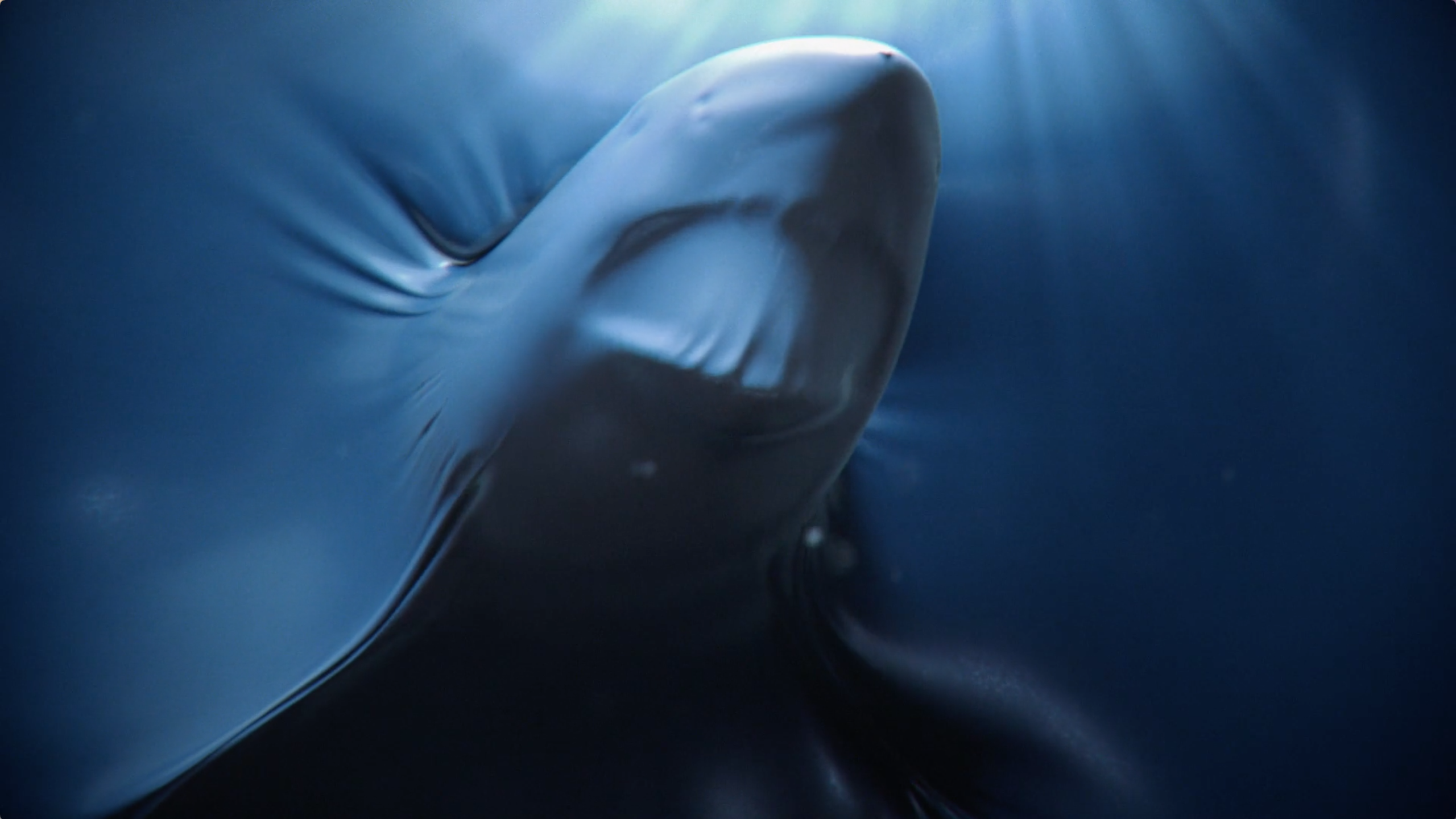 Marine Mammal - HD Wallpaper 