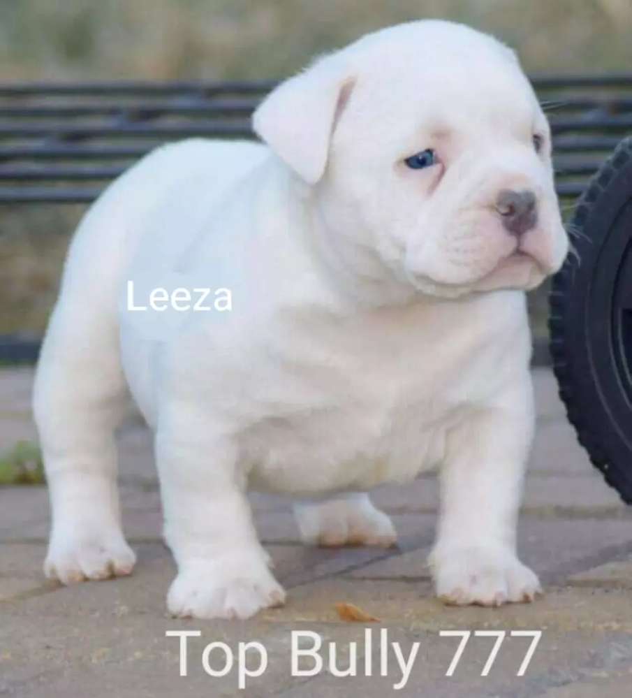 Australian Bulldog - HD Wallpaper 