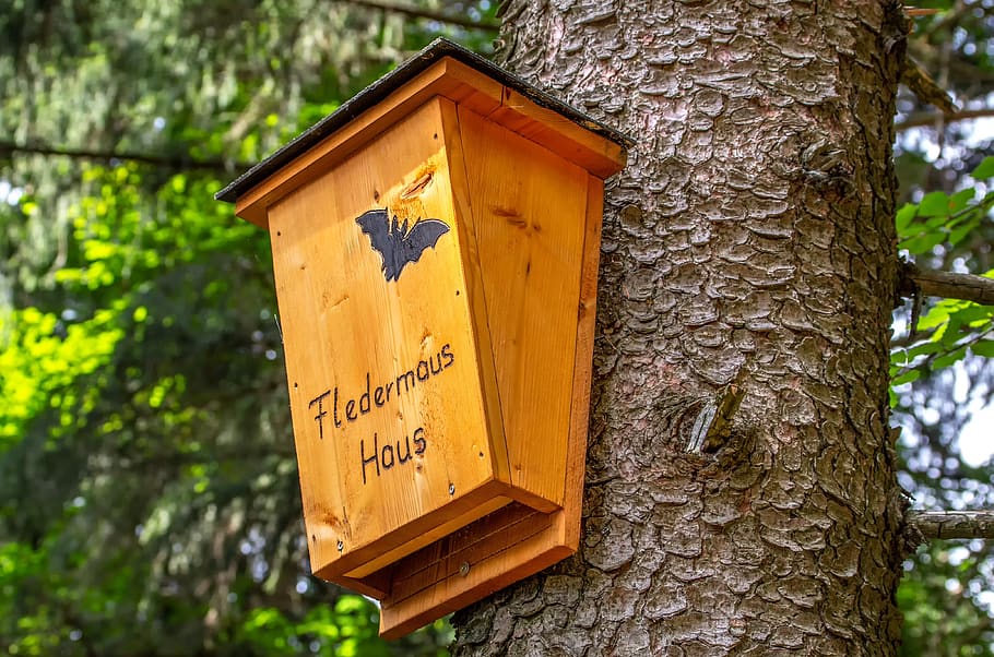 Bat, House, Accommodation, Nature, Home, Forest, Tree, - Haus Für Fledermäuse - HD Wallpaper 
