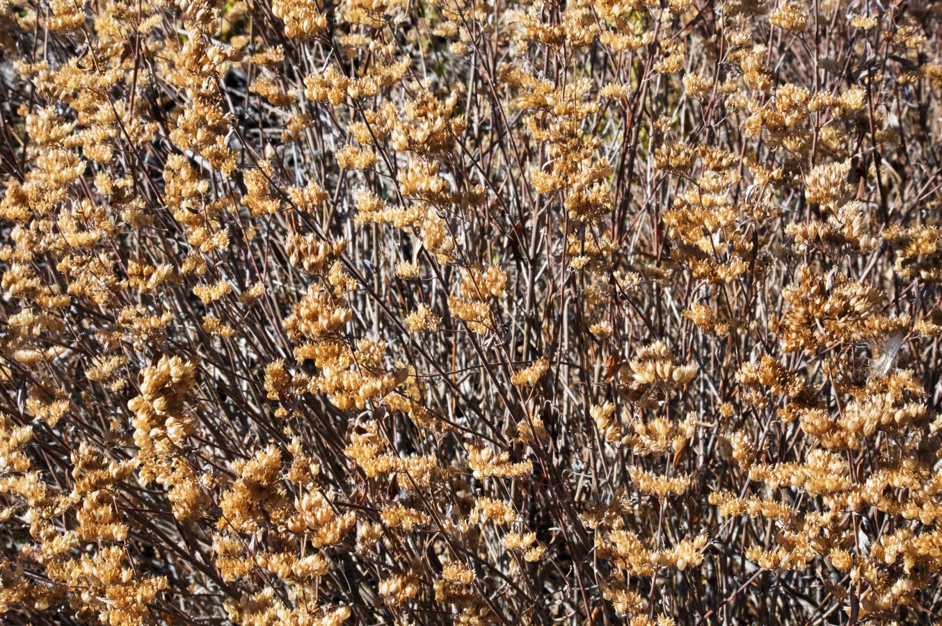 Pentax K-3 Photo - Woolen - HD Wallpaper 