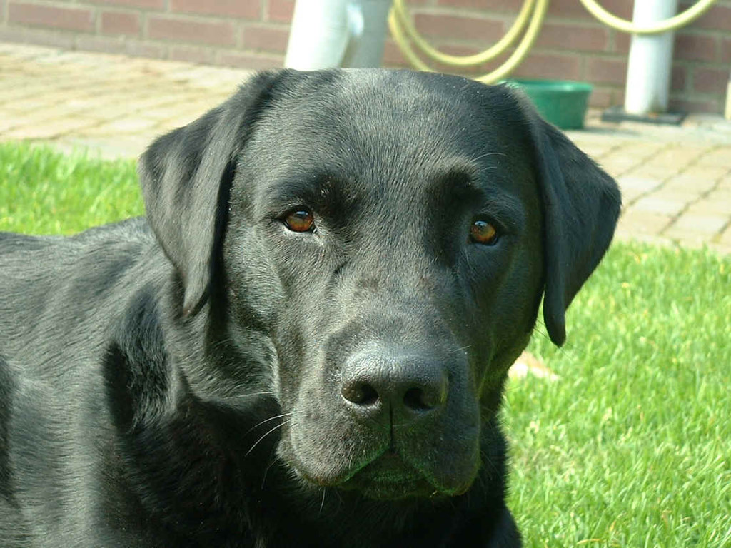 Black Labrador Retriever Wallpaper - Dog With Cat Eyes - HD Wallpaper 