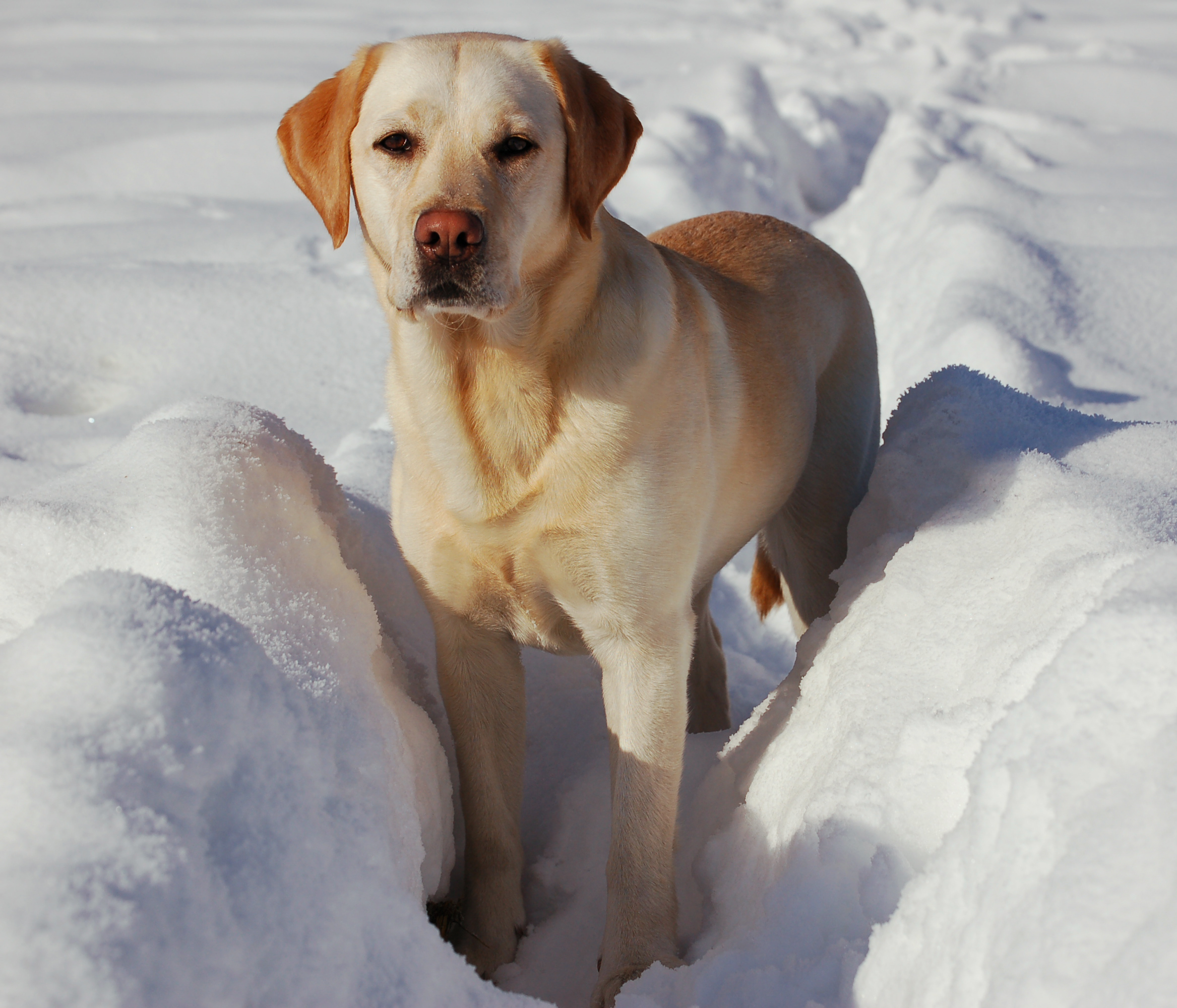 Winter Labrador Retriever Dog Wallpaper - Yellow Labrador Retriever - HD Wallpaper 