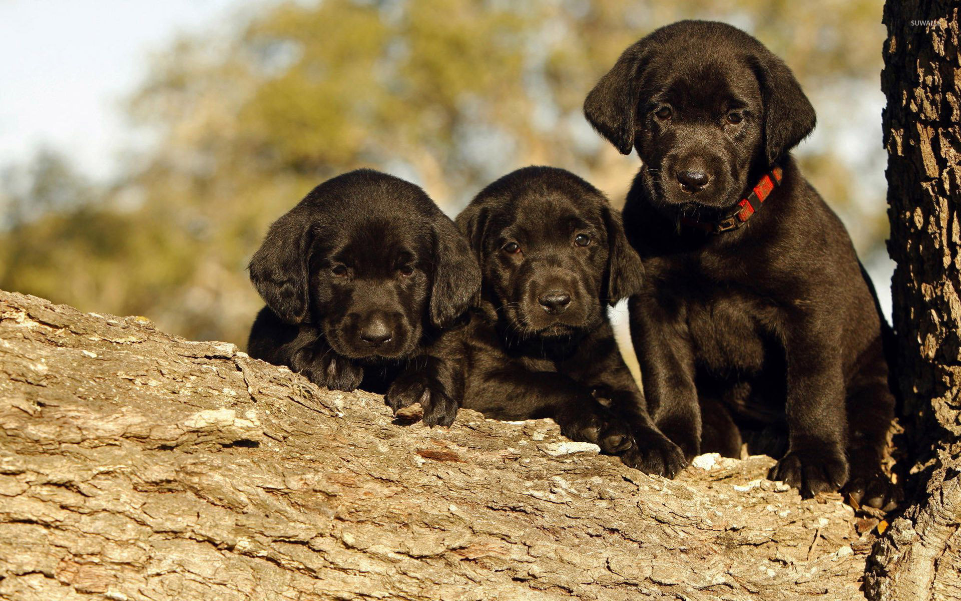 Labrador Retriever Chocolate Lab Puppy - HD Wallpaper 