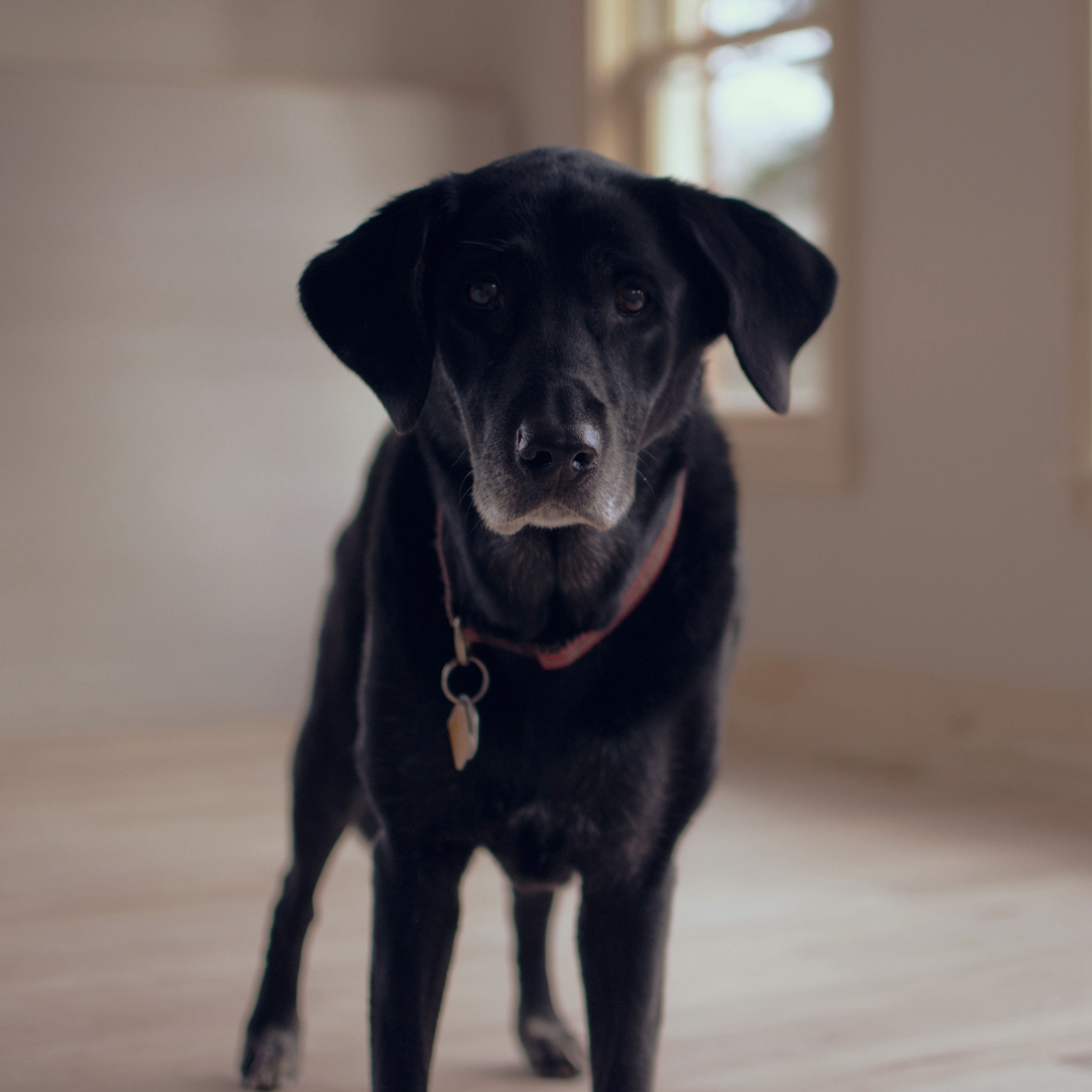 Old Black Labrador - HD Wallpaper 
