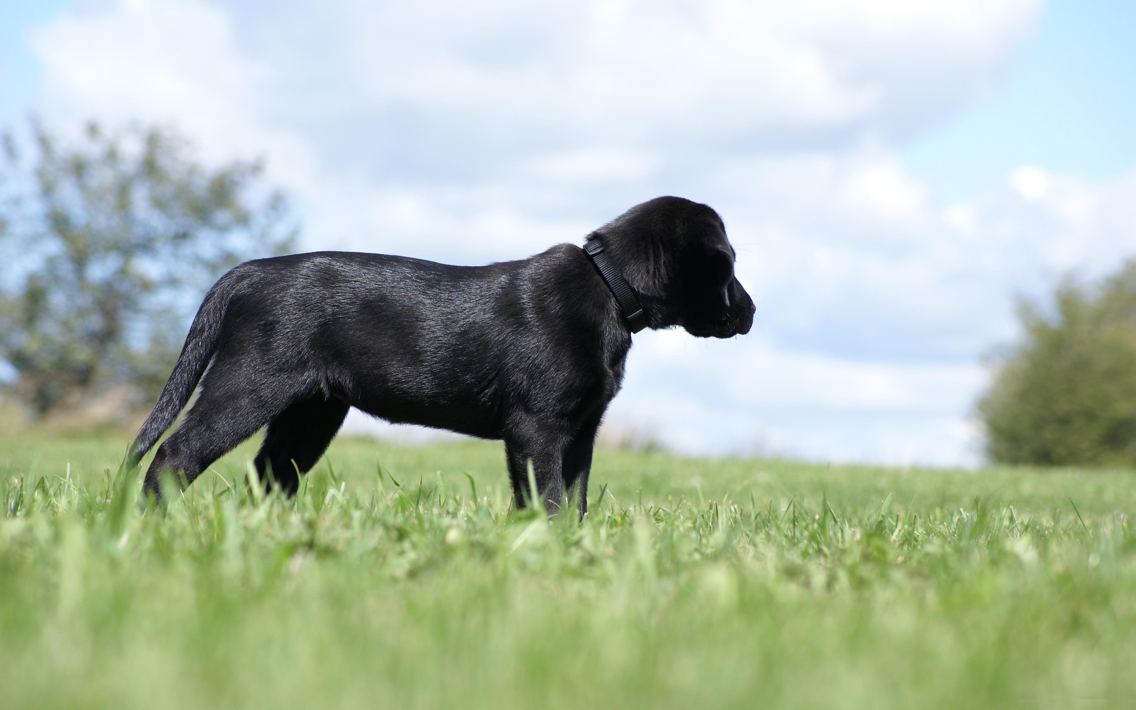 Black Labrador Dog - HD Wallpaper 
