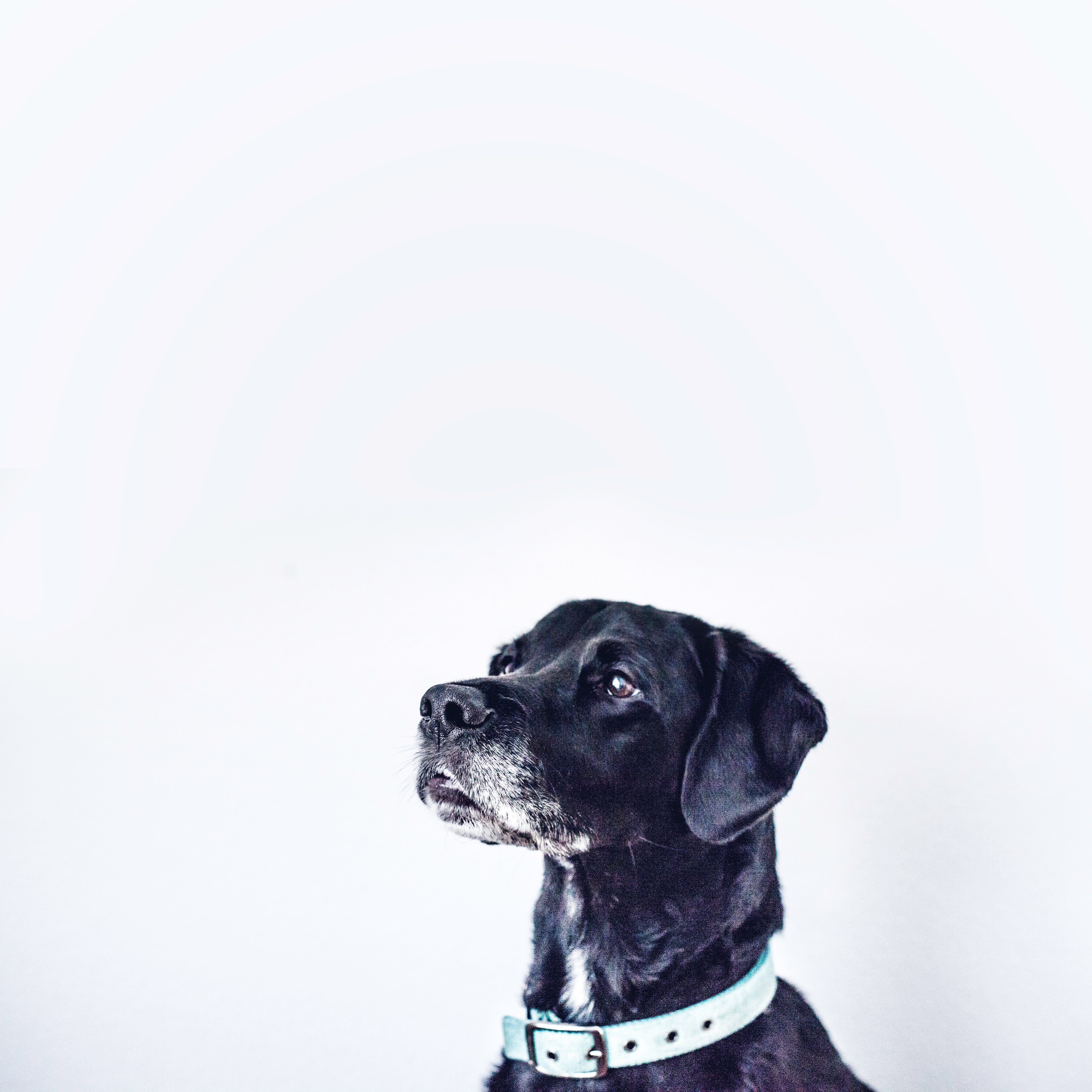 Black Labrador Wallpaper - HD Wallpaper 