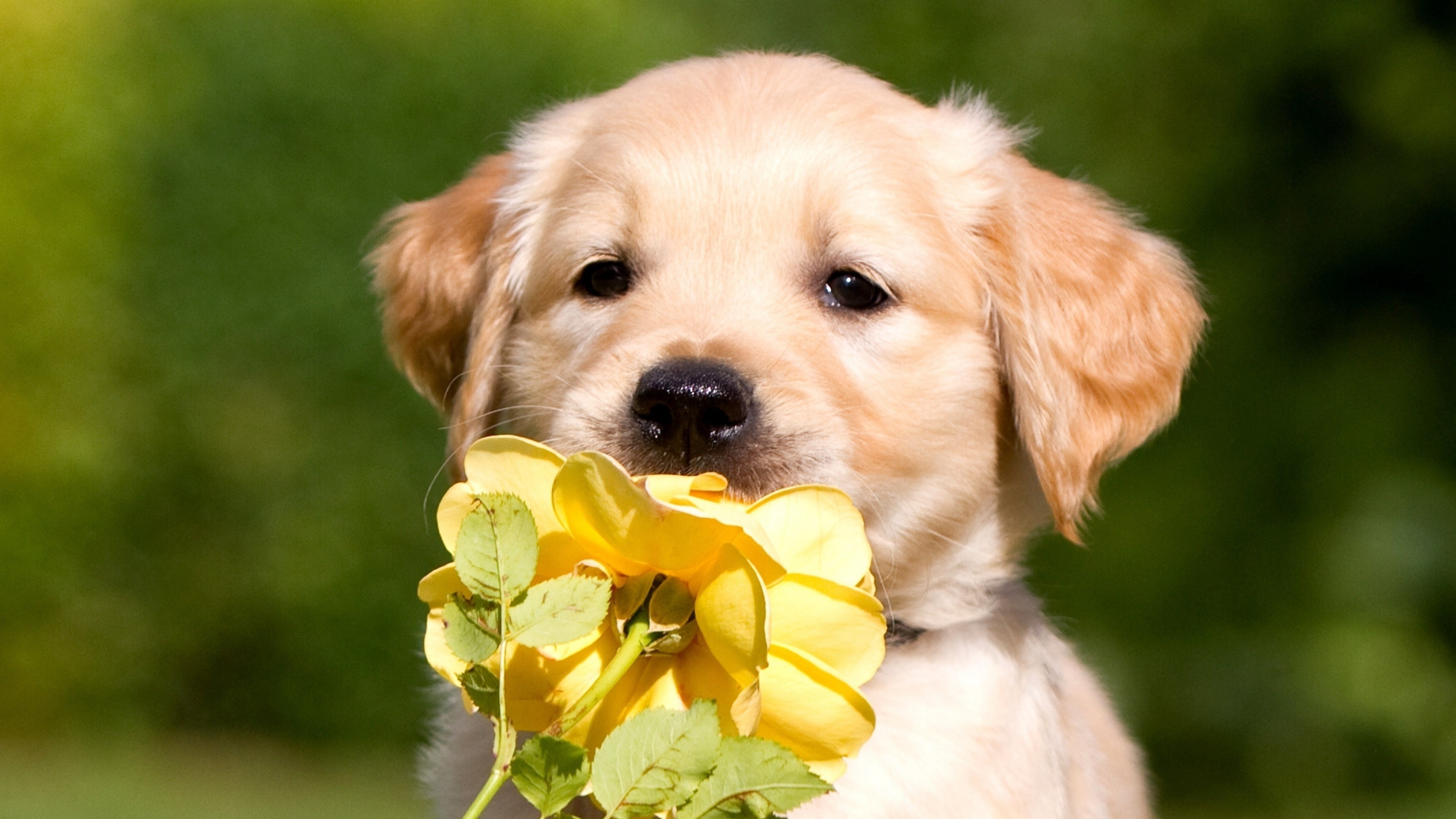 Labrador Retriever Wallpaper - Golden Retriever Puppy Hd - HD Wallpaper 