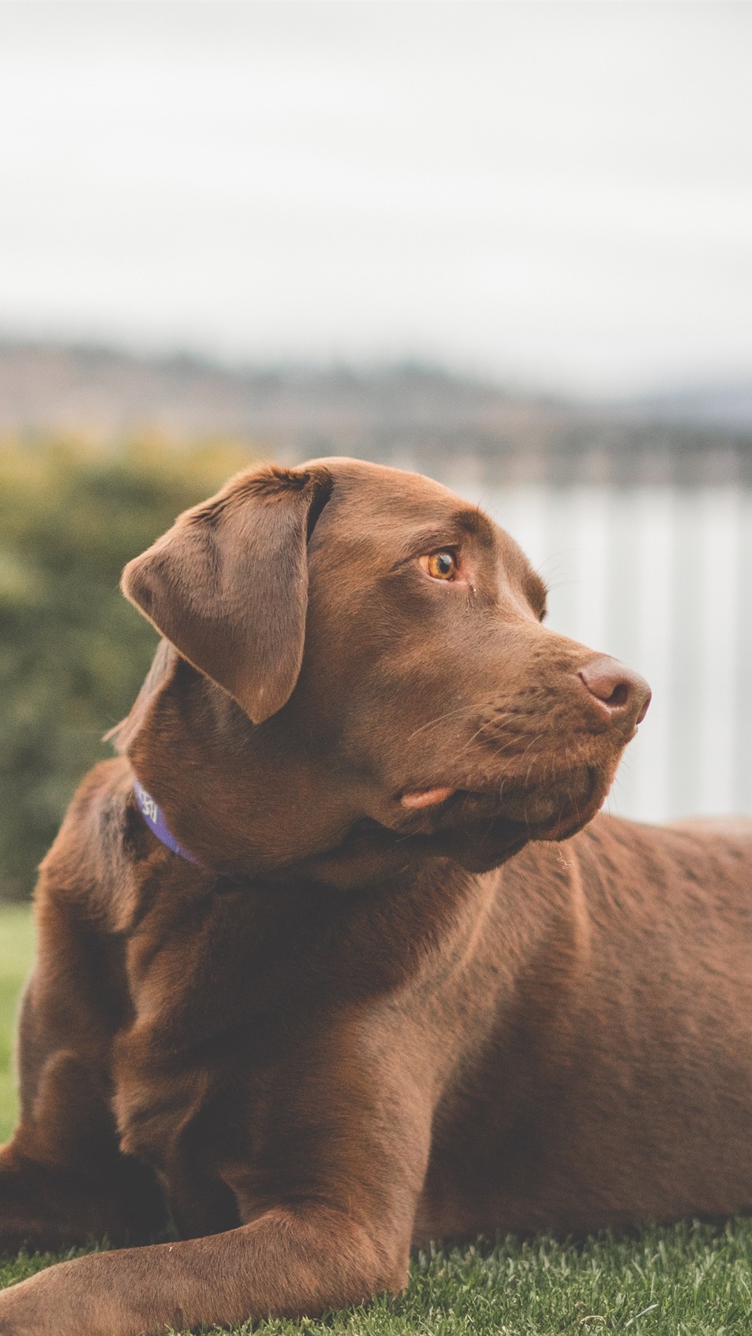 Iphone Wallpaper Labrador Dog, Brown Color, Grass, - Labrador Wallpaper Iphone 7 - HD Wallpaper 