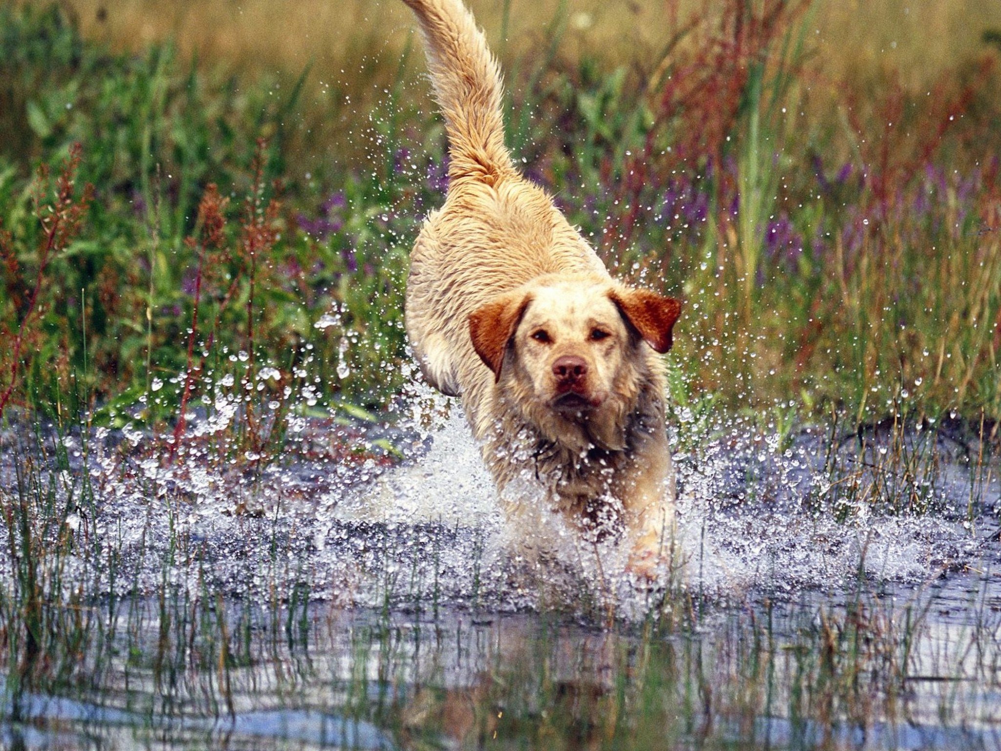 Labrador Retriever Wallpapers For Desktop - Yellow Labrador - HD Wallpaper 