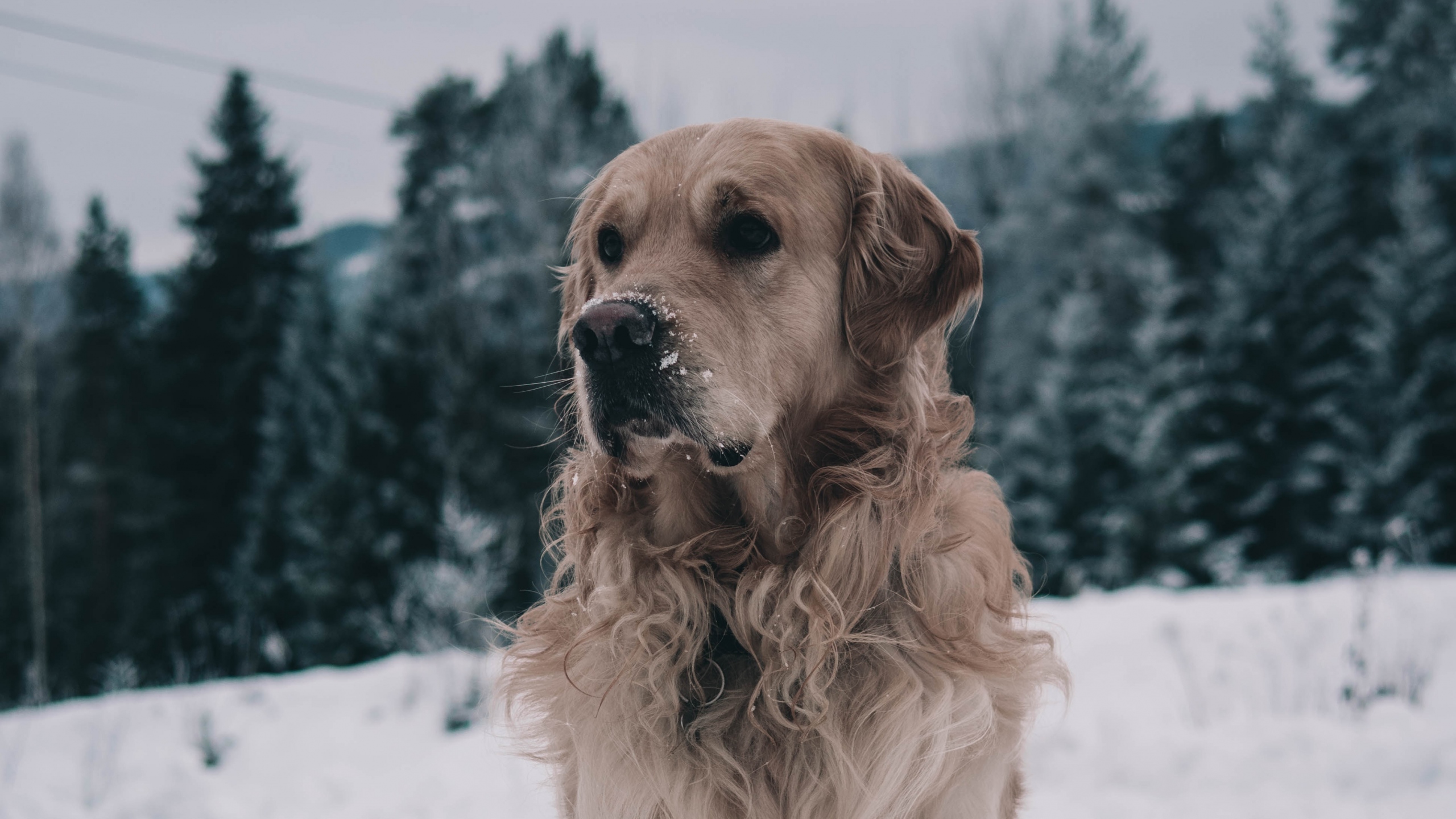 Winter Dog Wallpaper Iphone - HD Wallpaper 