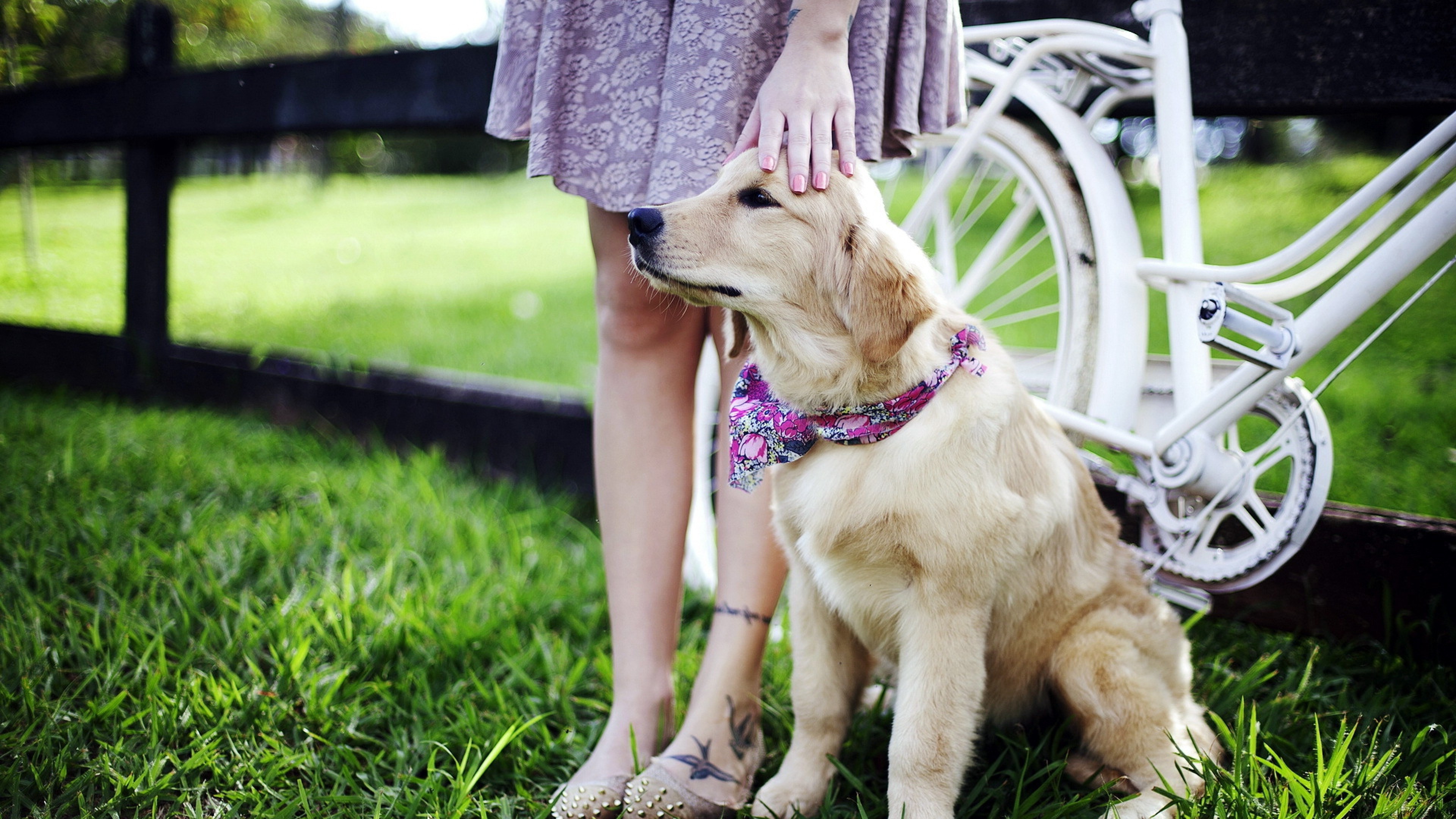 Retriever Dog 4k - Retriever - HD Wallpaper 