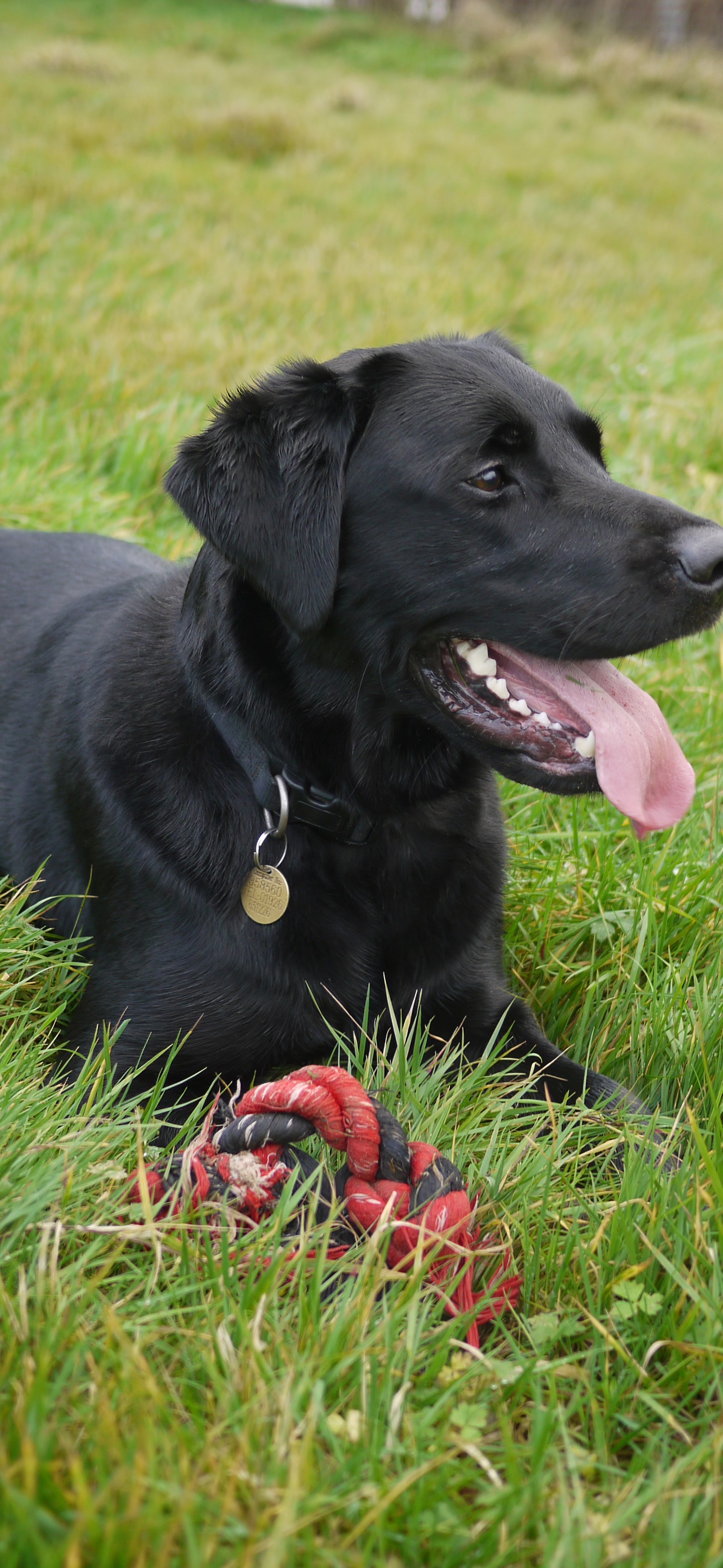 Labrador Retriever, Black, Grass, Playful, Cute, Pet - Black Labrador Playful - HD Wallpaper 