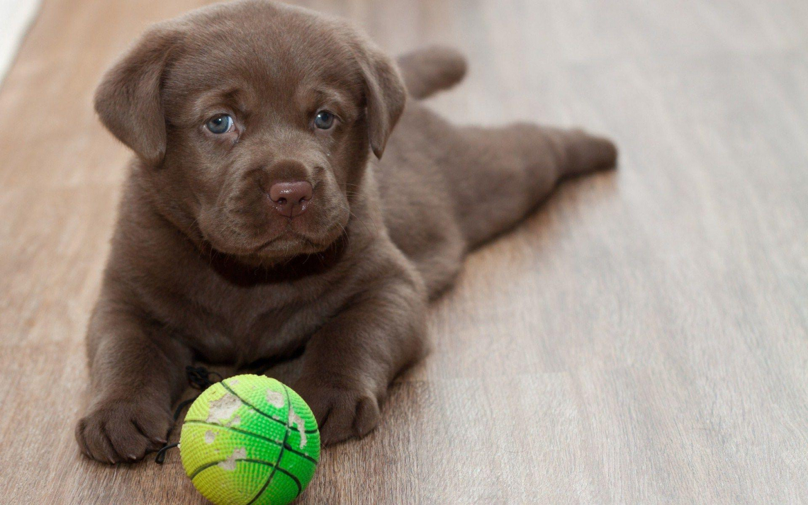 Labrador Retriever Playing Ball Wide Hd Wallpaper - Cute Labrador Retriever Puppy - HD Wallpaper 
