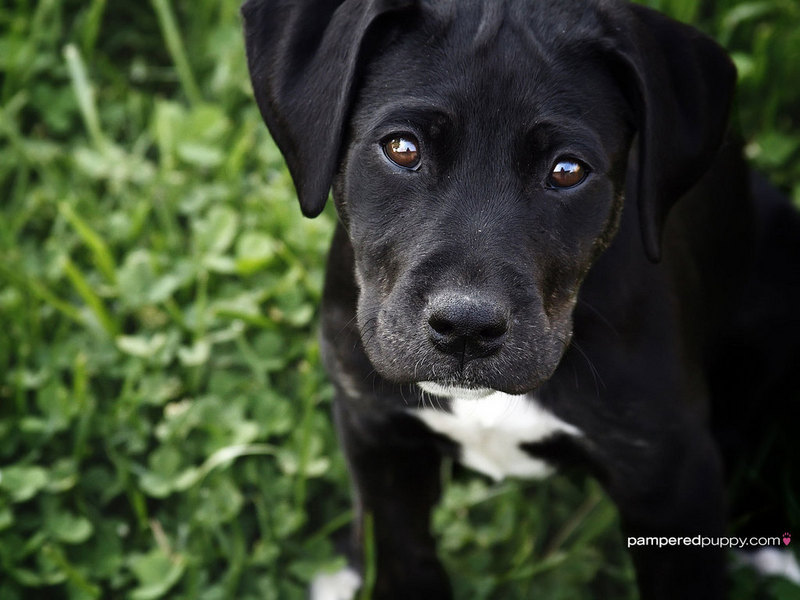 Black Labrador Retriever Puppy - Black Lab Puppy With White - HD Wallpaper 