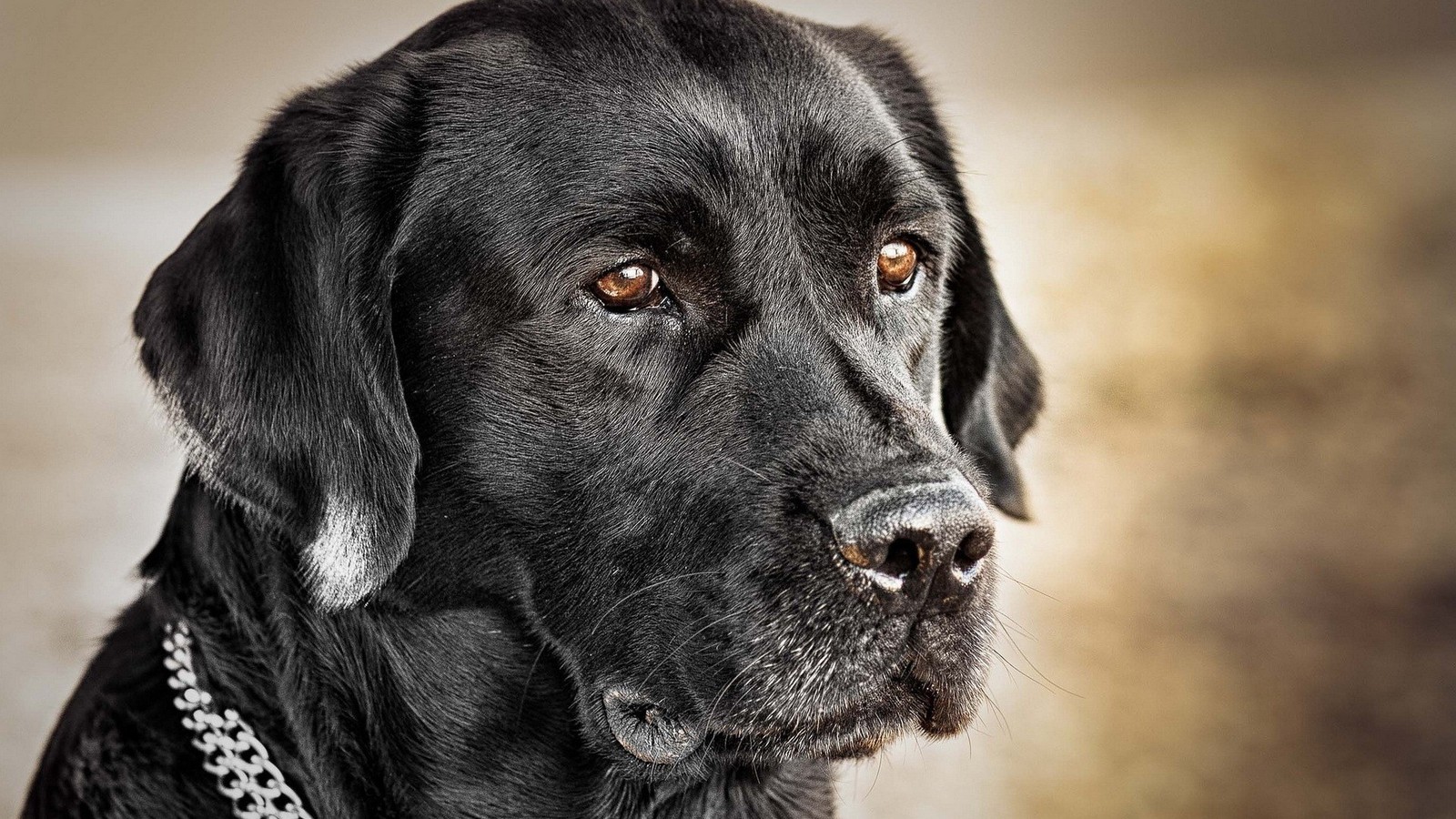 Lab Dog Hd Wallpaper Download - HD Wallpaper 