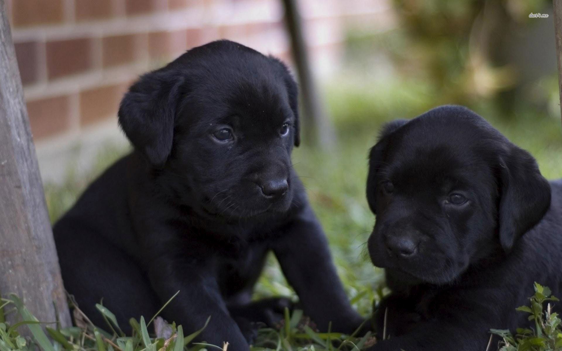 Black Lab Puppy Wallpaper Desktop - HD Wallpaper 