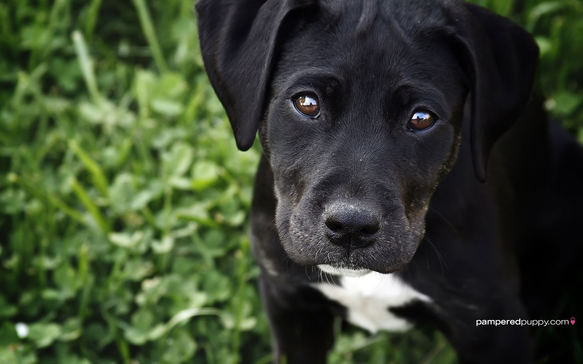 Labrador Retriever Puppy Black And White - HD Wallpaper 