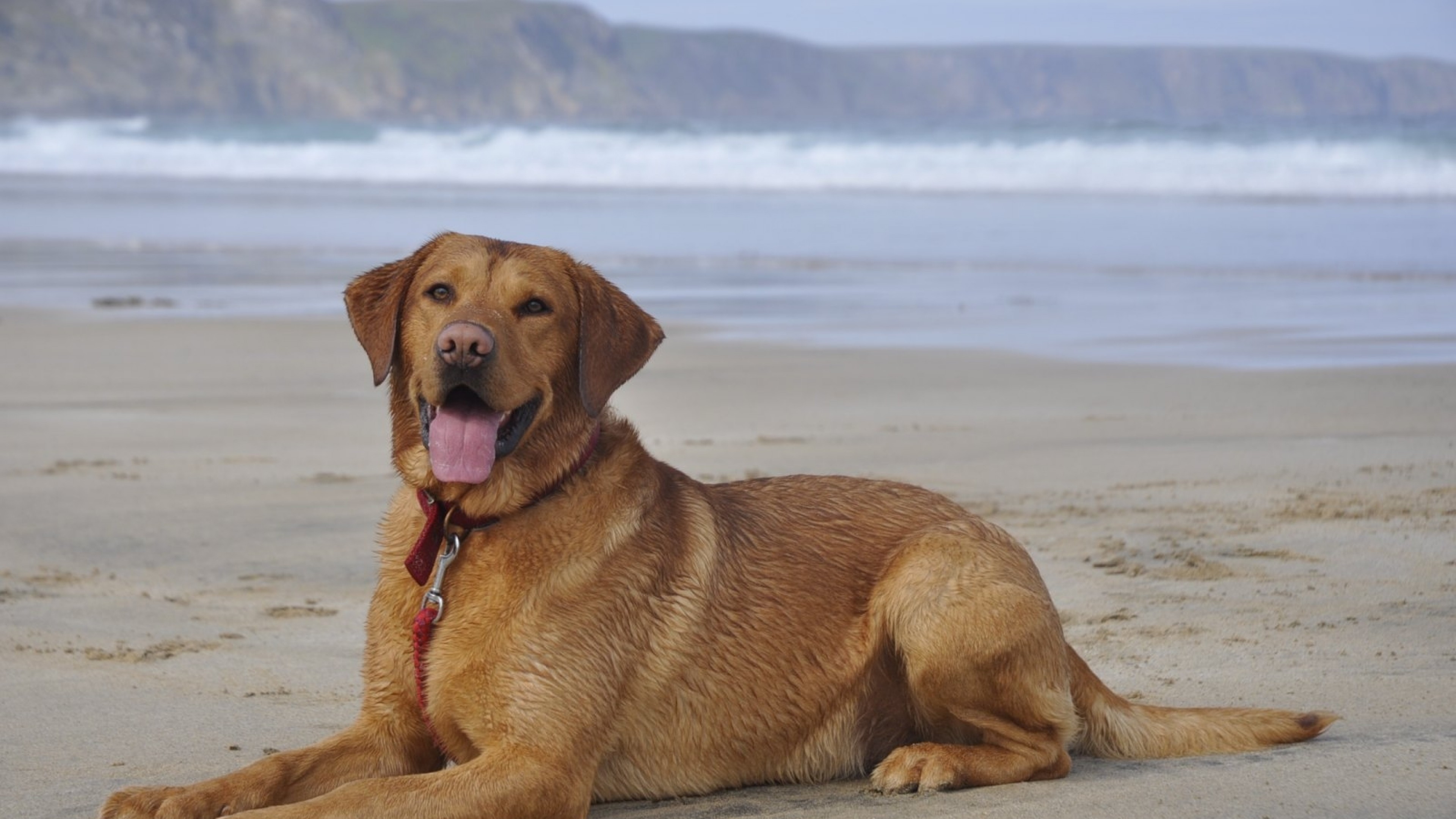 Labrador Retriever, Lying Down, Beach, Sand, Dogs Labrador Lying Down