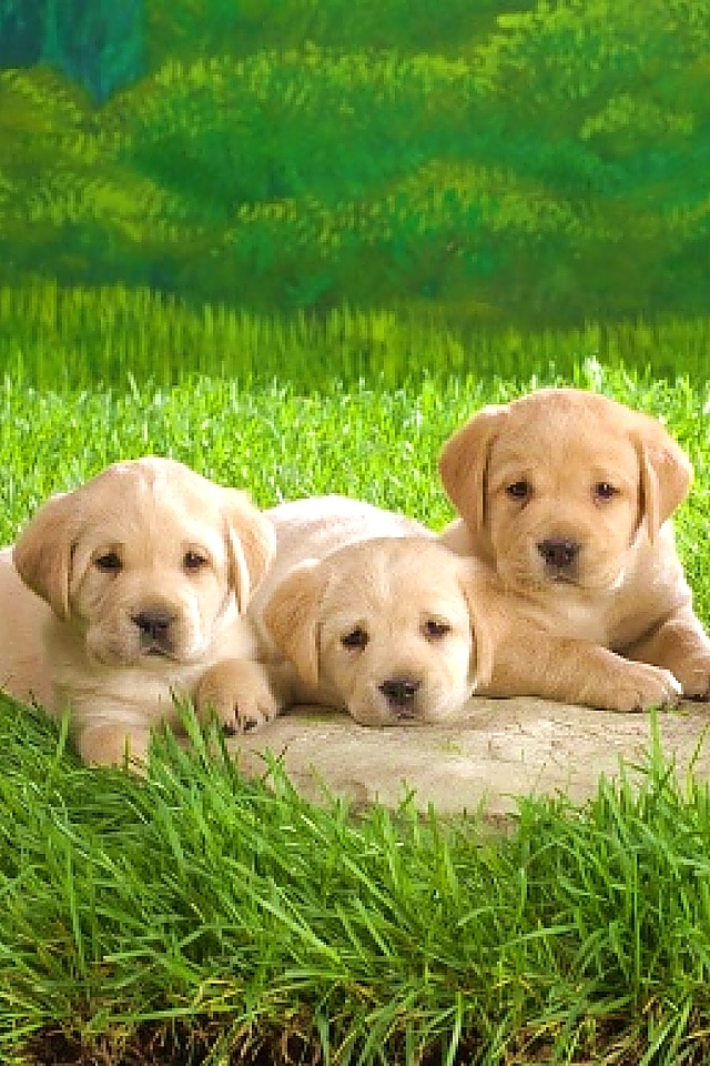 Labrador Puppy Wallpaper - Iphone Labrador Wallpapers Hd - HD Wallpaper 