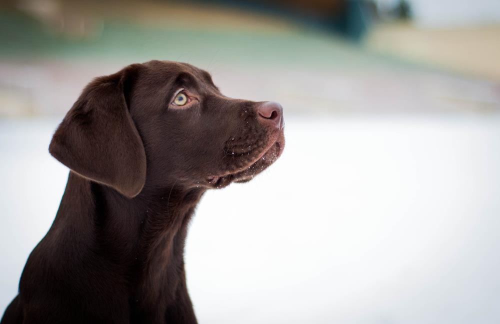 Labrador Retriever - HD Wallpaper 