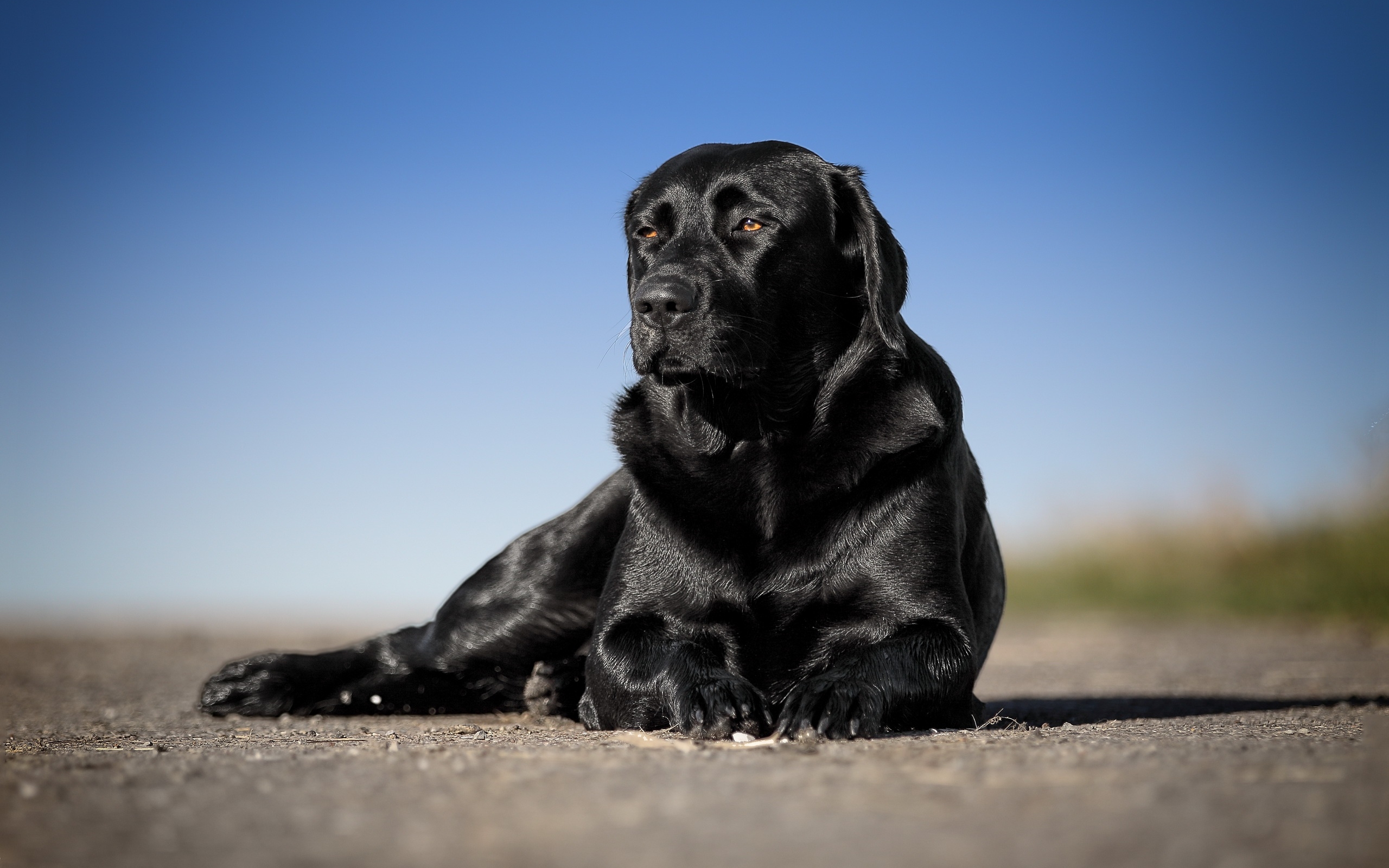 Black Labrador, Close-up, Retriever, Pets, Bokeh, Cute - Labrador Negro Fondos De Pantalla - HD Wallpaper 