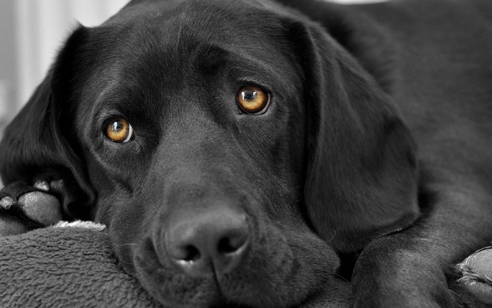 Labrador Dog Images Wallpaper - HD Wallpaper 
