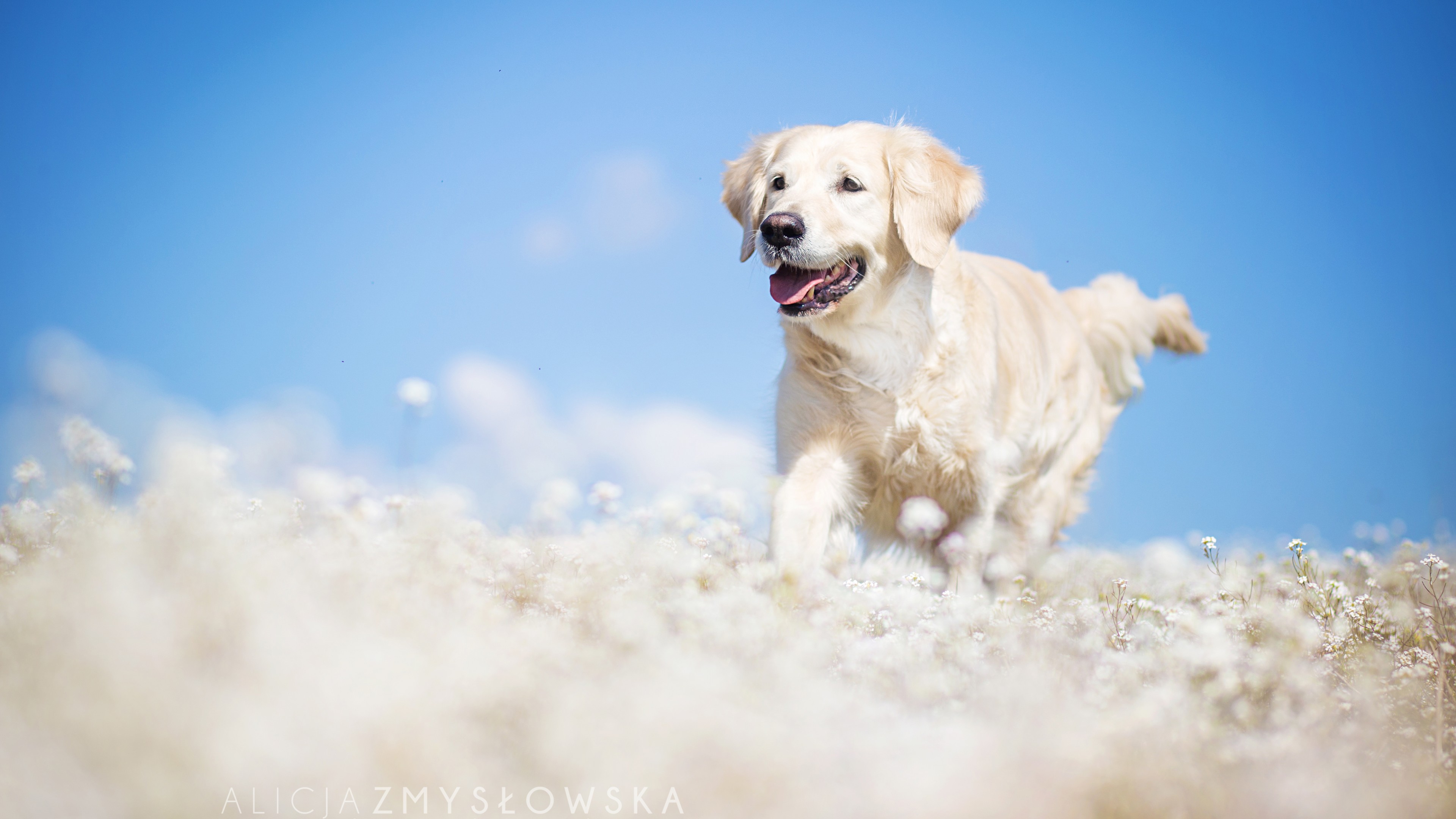 Labrador Dog Images Wallpaper - HD Wallpaper 