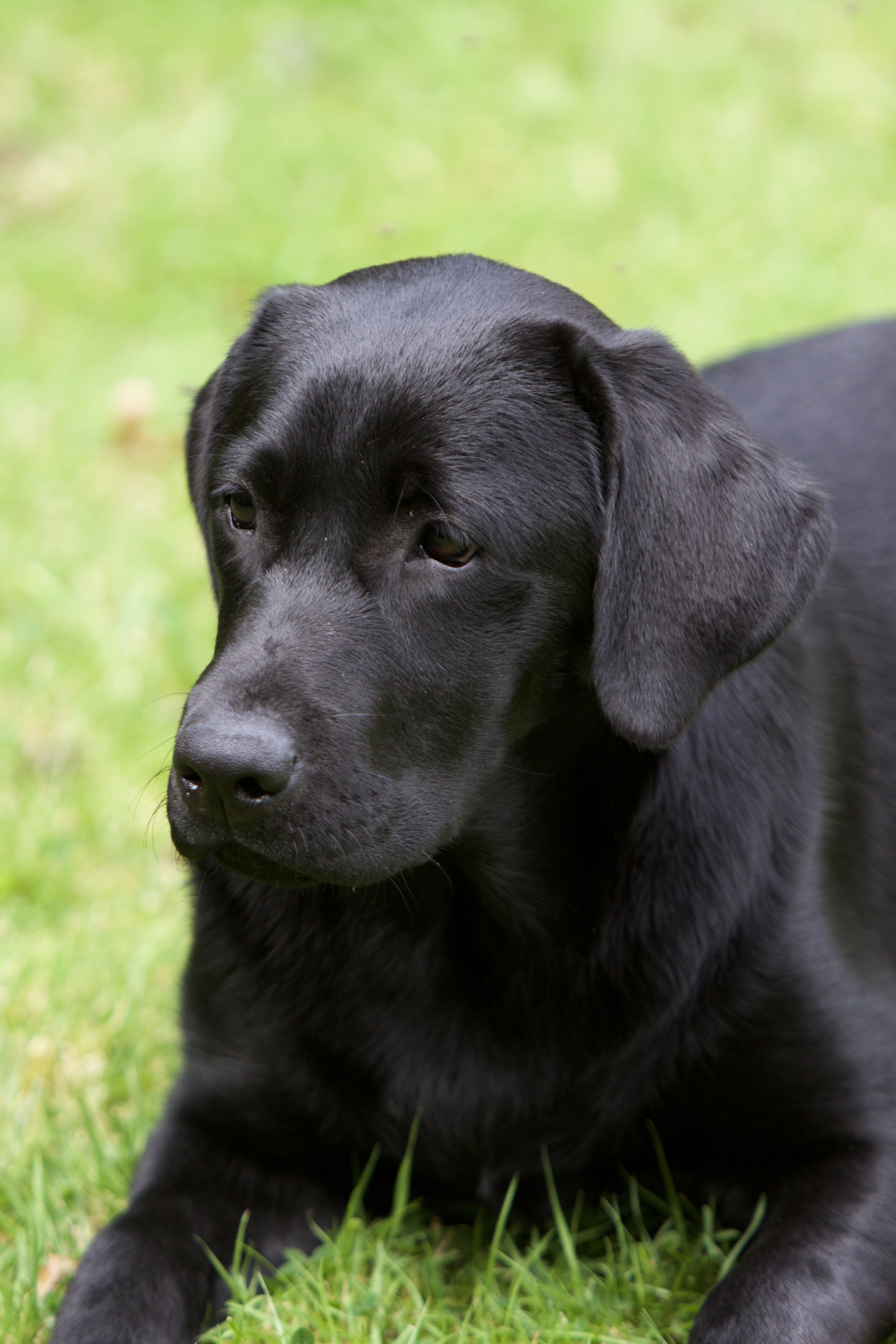 Black Labrador Retriever Dog - HD Wallpaper 