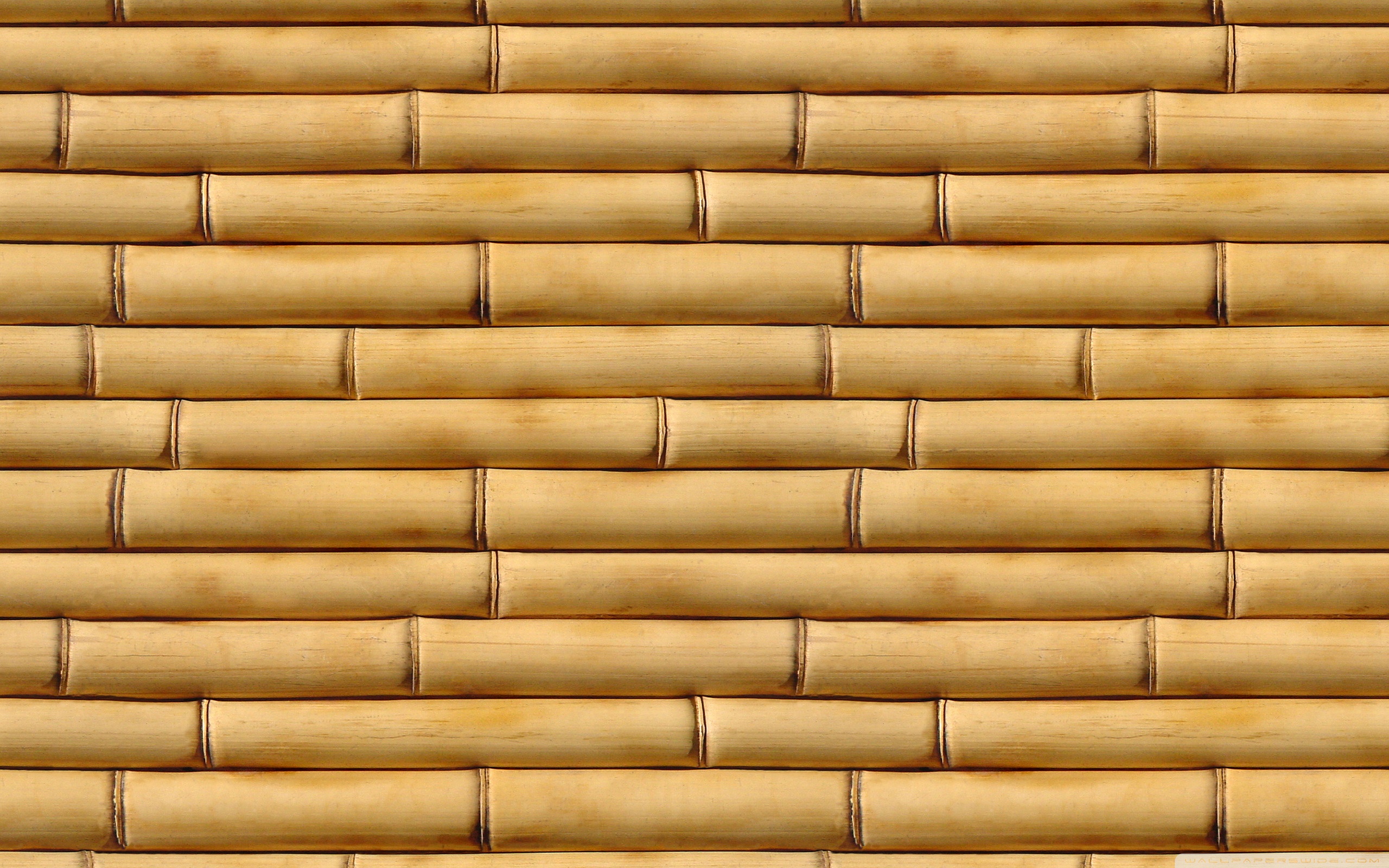Background Bamboo Tree - HD Wallpaper 