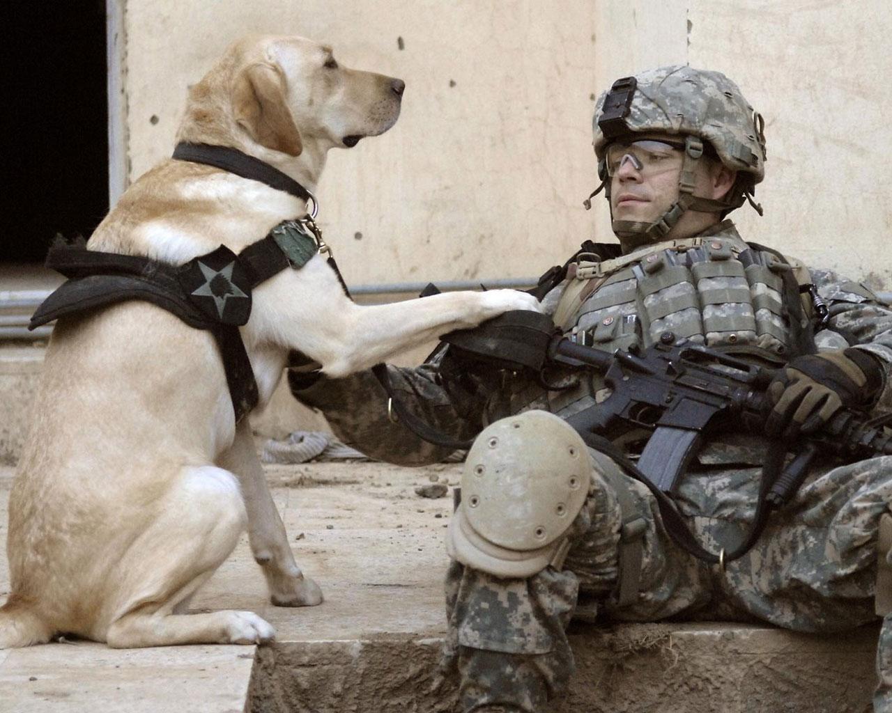 Life As An Army Dog Wallpaper - Labrador Army Dog - HD Wallpaper 