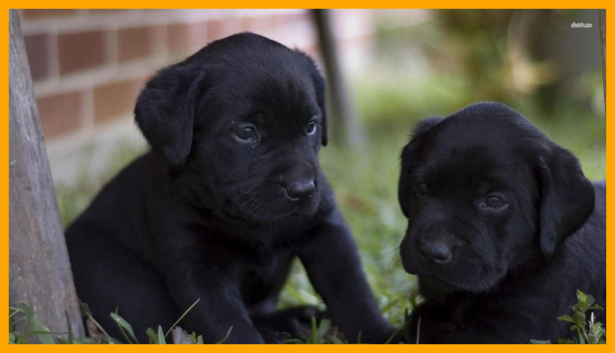 56 Black Labrador Wallpapers On Wallpaperplay 
 Data-src - Cute Black Lab Puppy Backgrounds - HD Wallpaper 